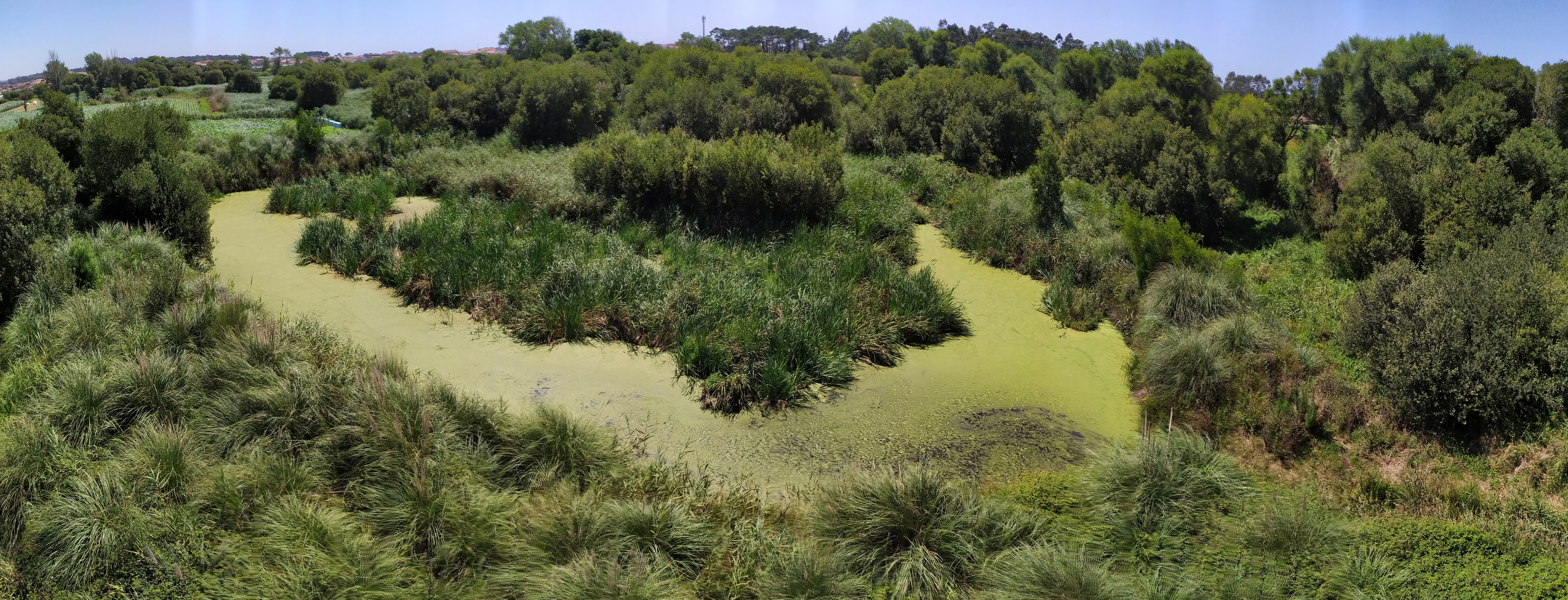 Aerial view of a greenish lagoon surrounded by dense vegetation and trees