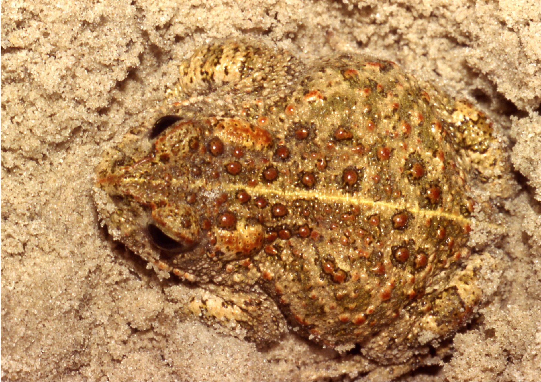 Close-up of a Natterjack Toad with spotted skin resting on sand