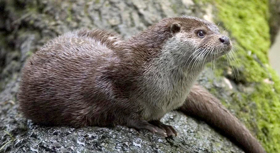 European Otter resting on a tree trunk with moss and greenery in background
