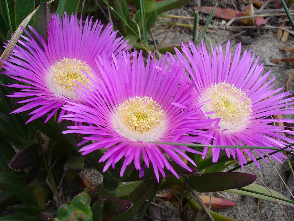 Three pink Carpodrotus flowers with yellow centers on green foliage