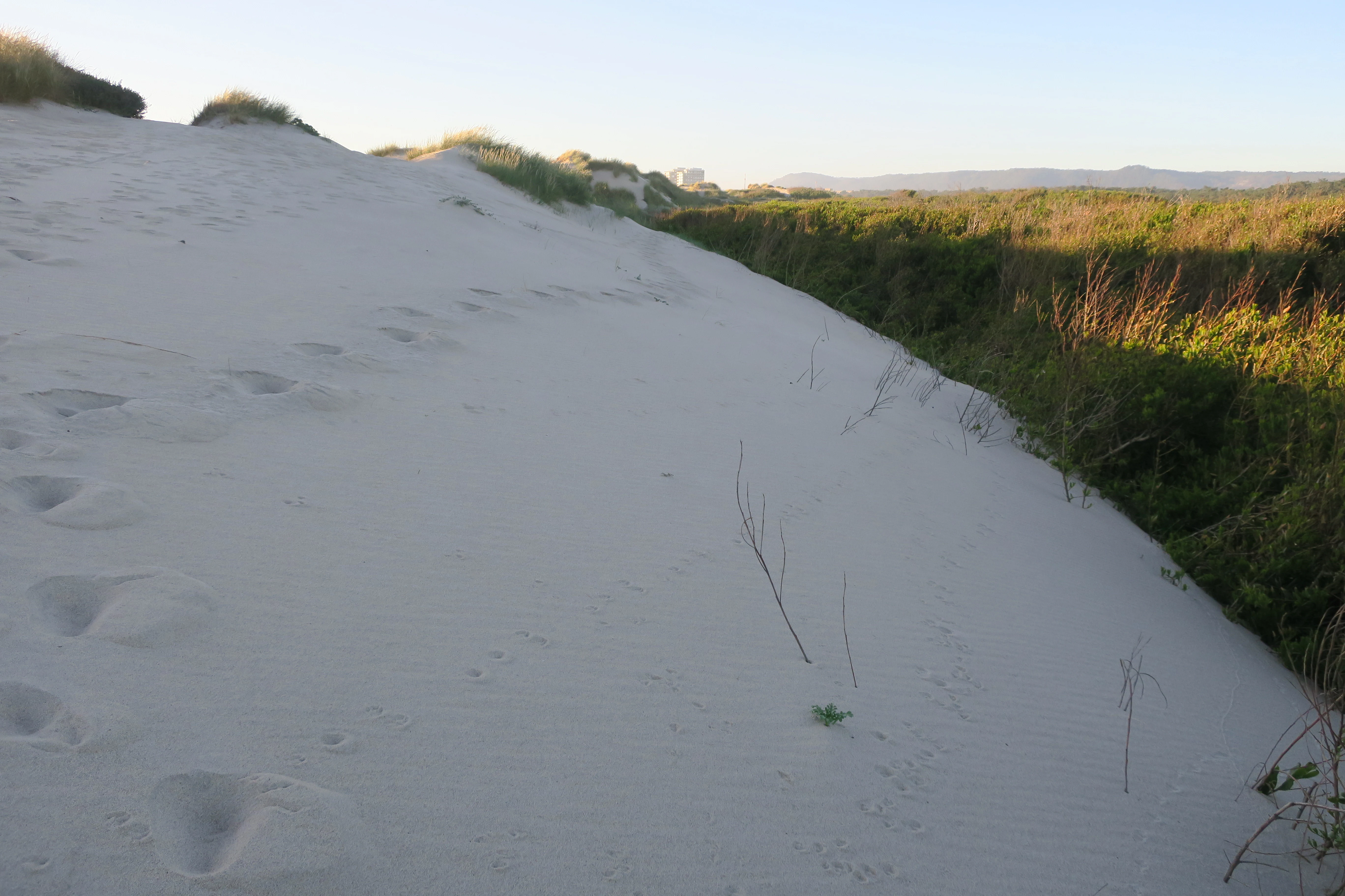 White sand dune with footprints and sparse vegetation adjacent to coastal greenery under clear sky