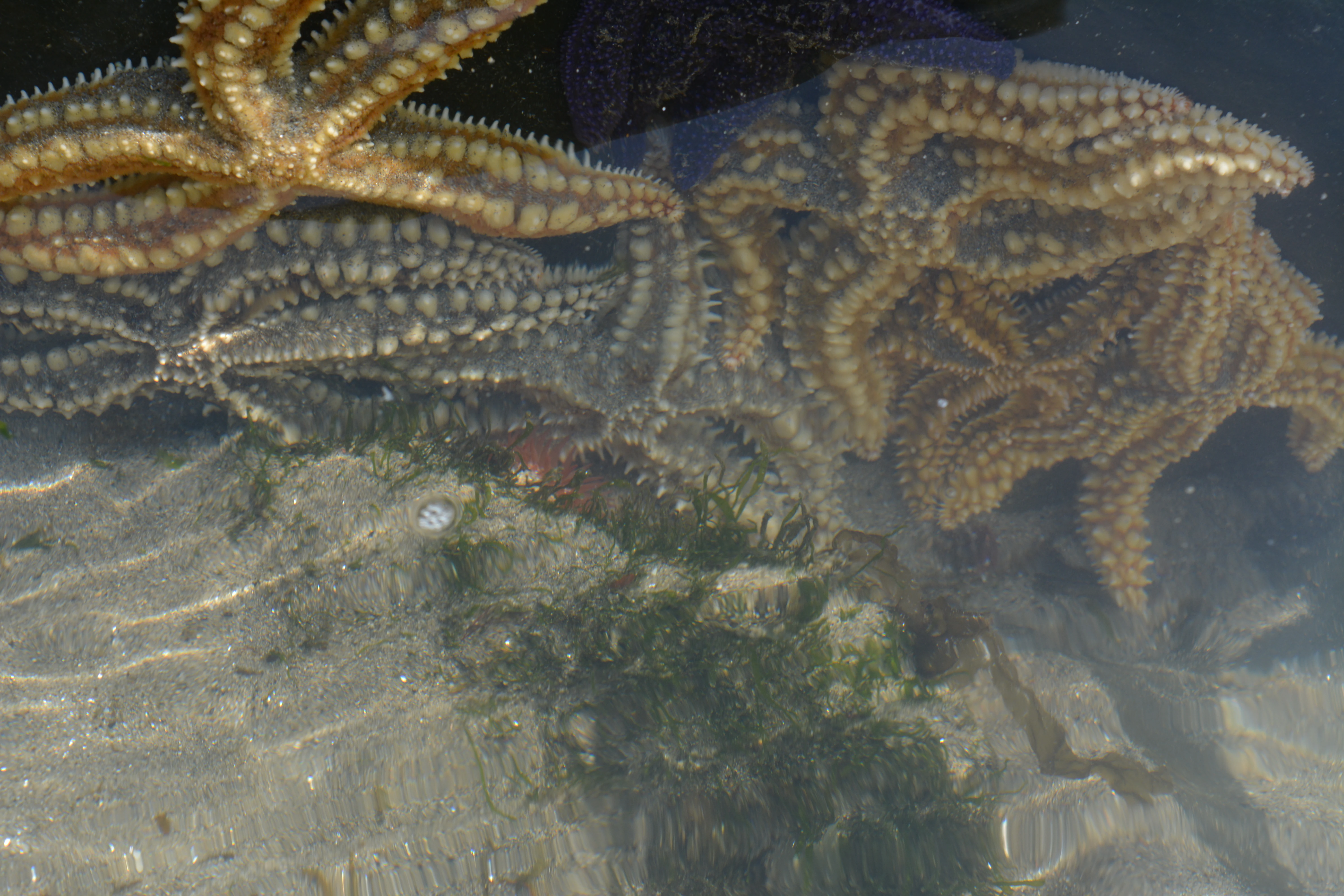 Multiple starfish with brown and orange coloration in shallow water with visible seaweed on the sandy bottom