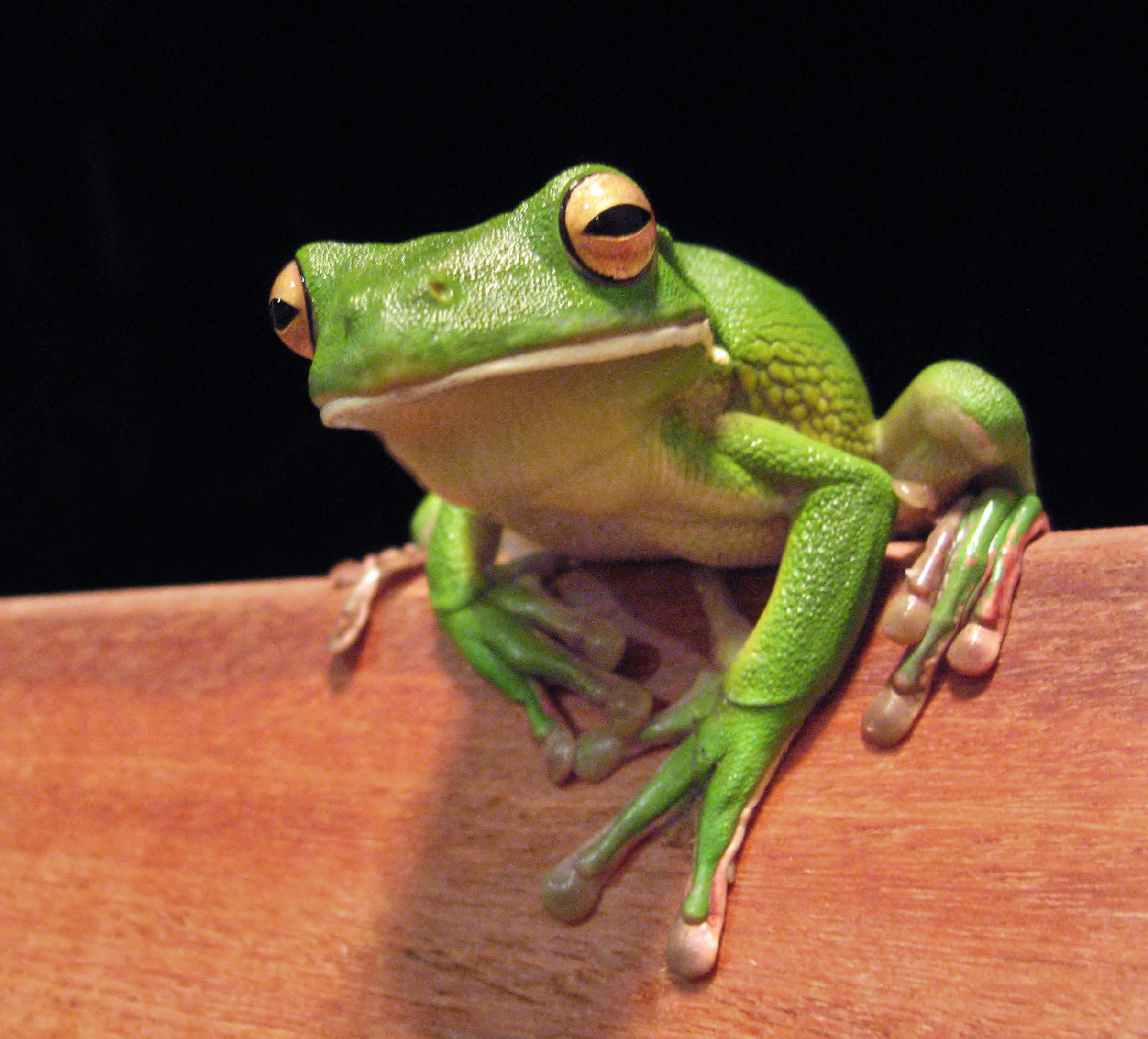 Green frog with large eyes perched on a wooden surface