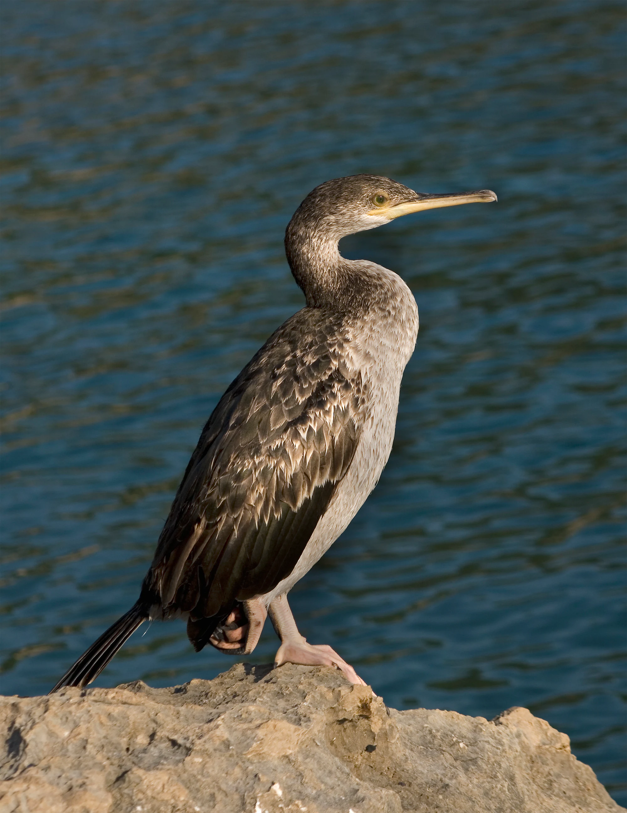 A Common Shag bird standing on a rocky outcrop by blue water