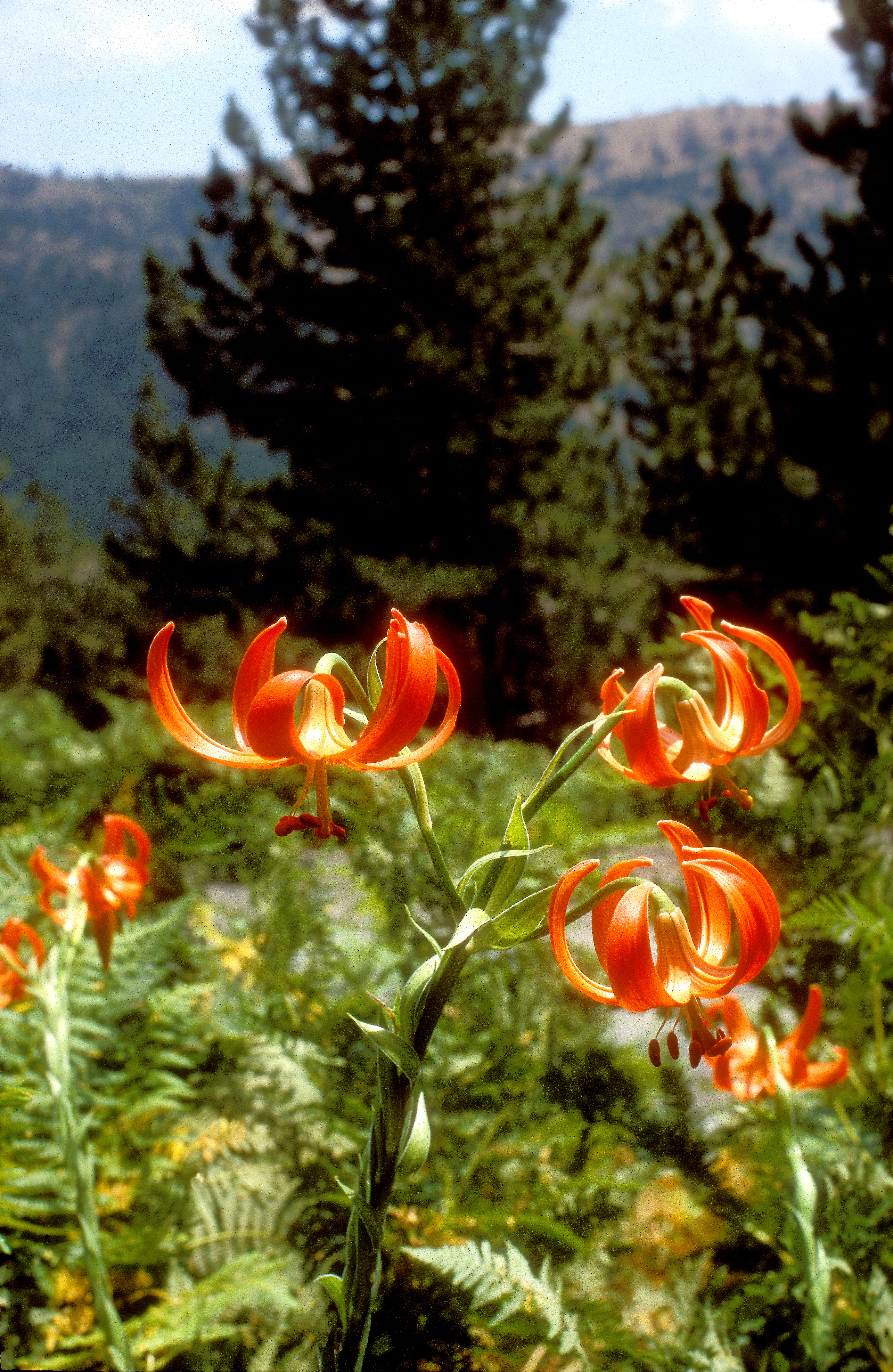 Varias flores vibrantes de color naranja de Lilium chalcedonicum con pétalos recurvados en primer plano de una ladera boscosa.