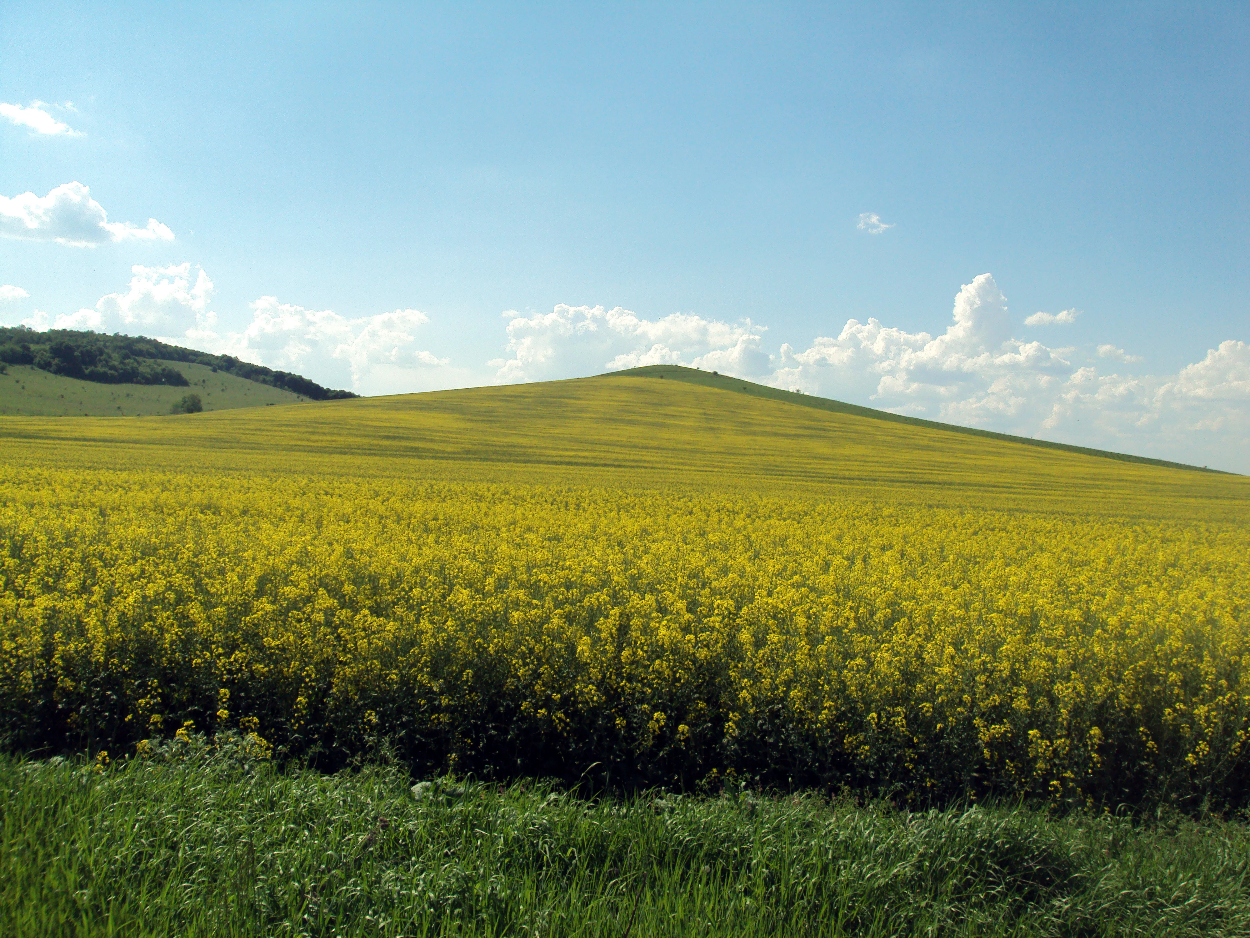 Vast field of yellow flowering plants with grassy foreground and a low hill in the distance under a bright blue sky with scattered clouds
