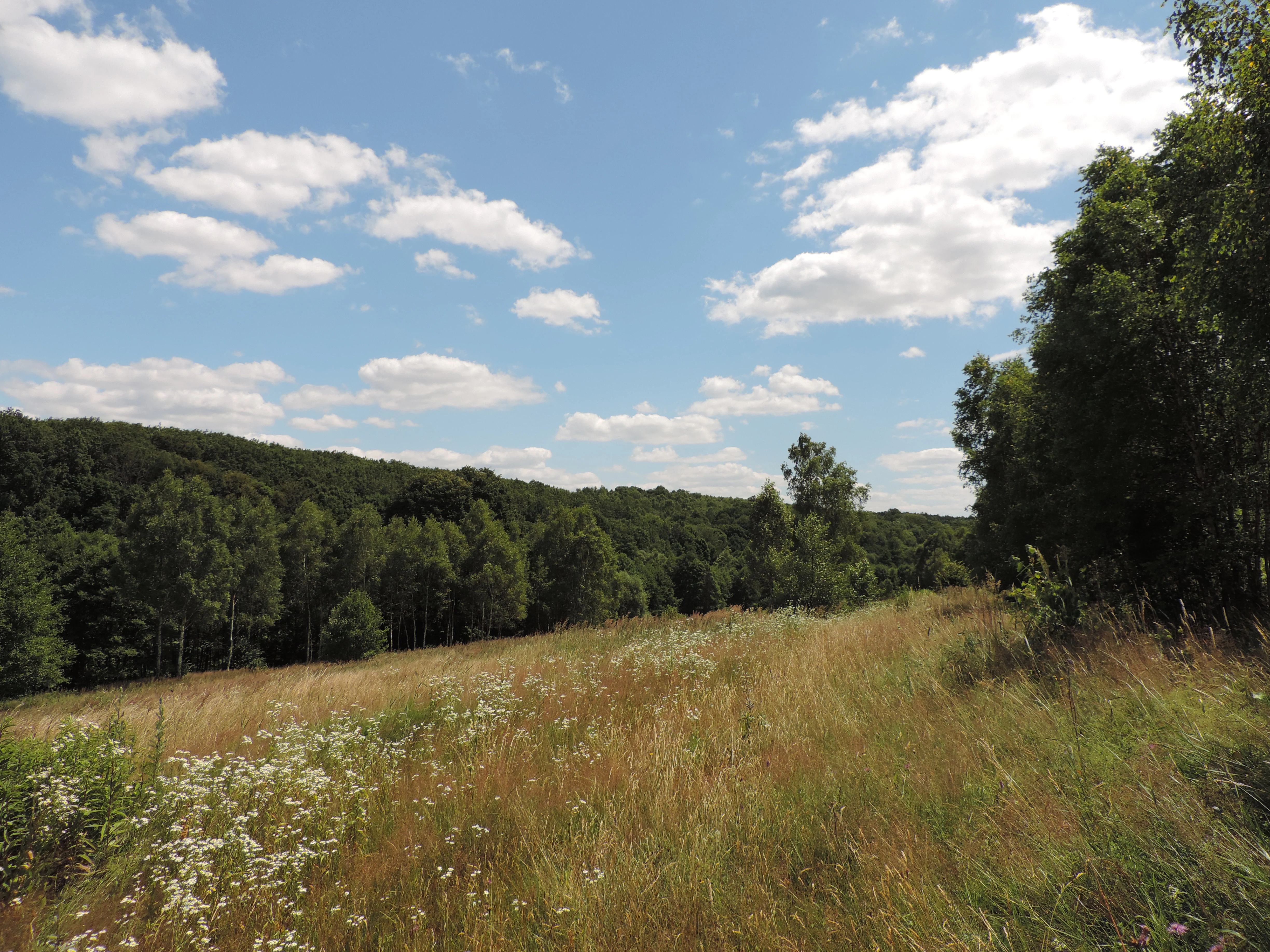 Grassy field with wildflowers, scattered trees, and forested hills under a blue sky with scattered clouds