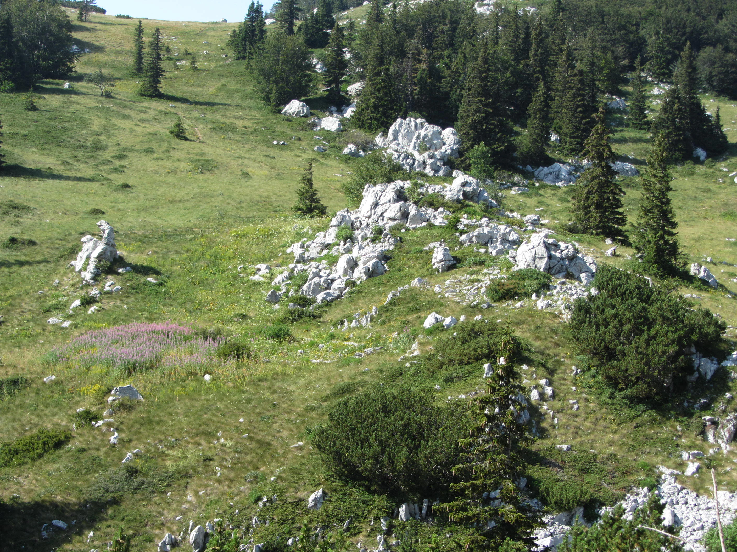 Grassy hillside with white rock outcrops and coniferous trees under clear sky