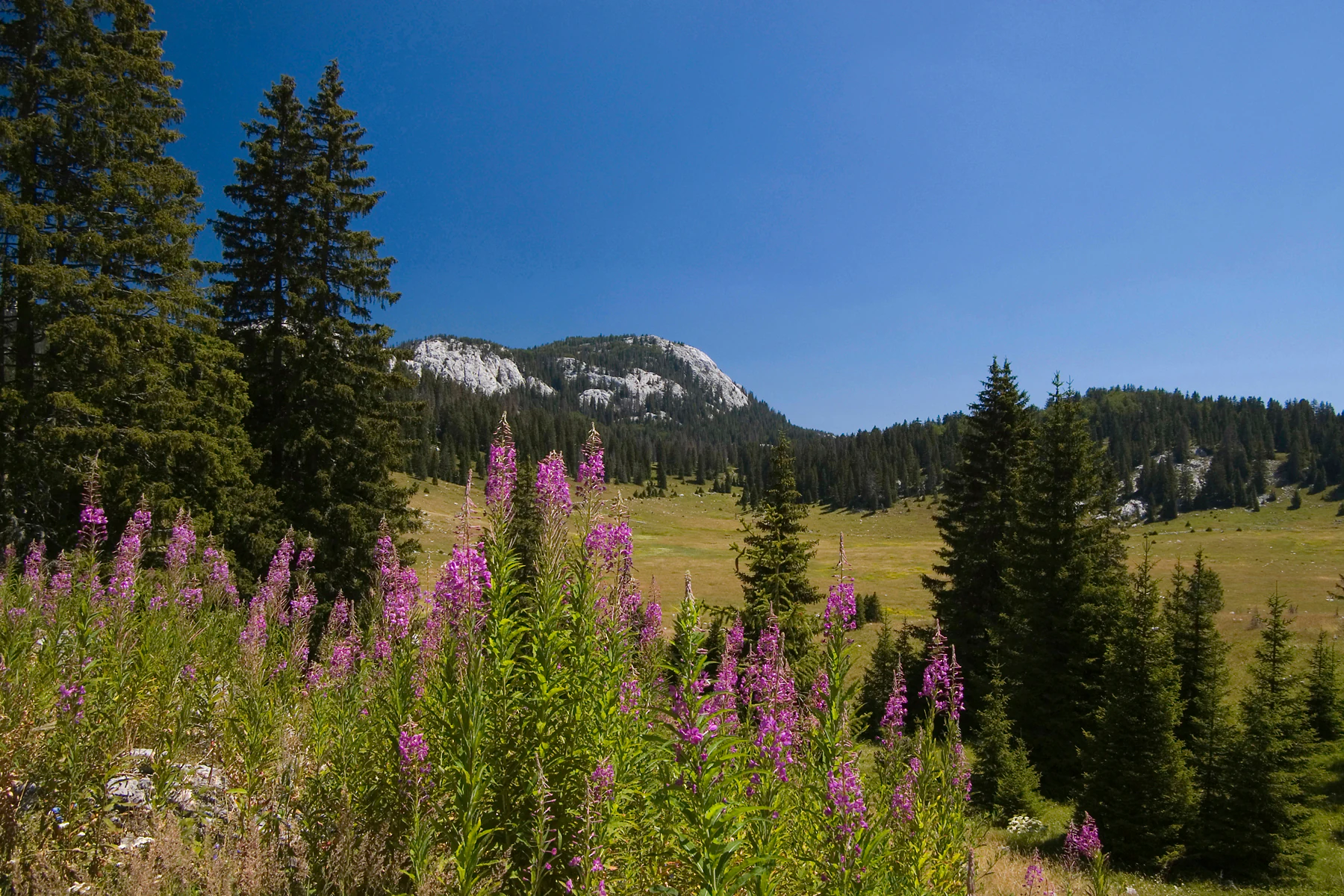 Purple wildflowers in a meadow with pine trees and a mountain under clear blue sky