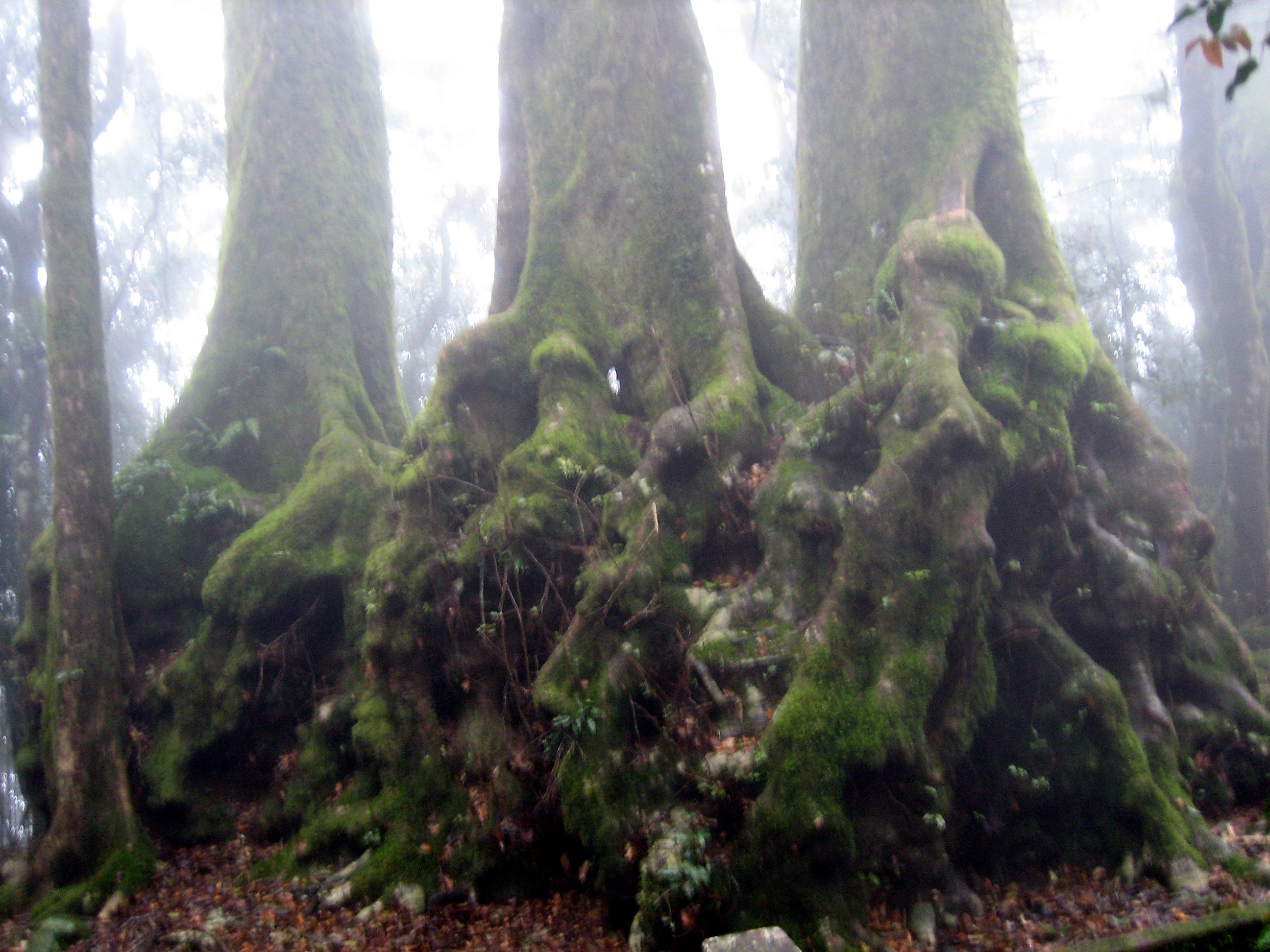 Close-up view of the thick, buttressed base of several large trees, covered in thick green moss, situated in a dense, misty forest.