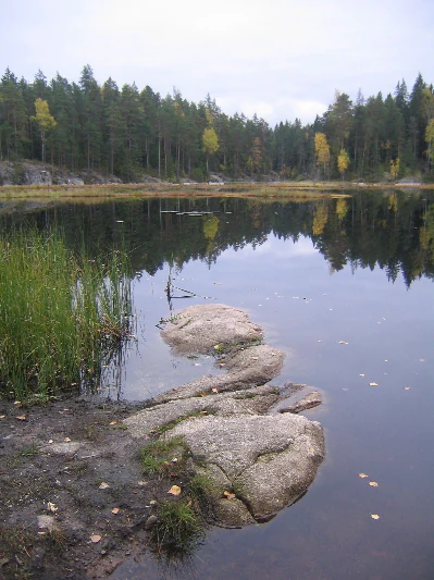 Calm lake reflecting forest with rocky shore and reeds, overcast sky