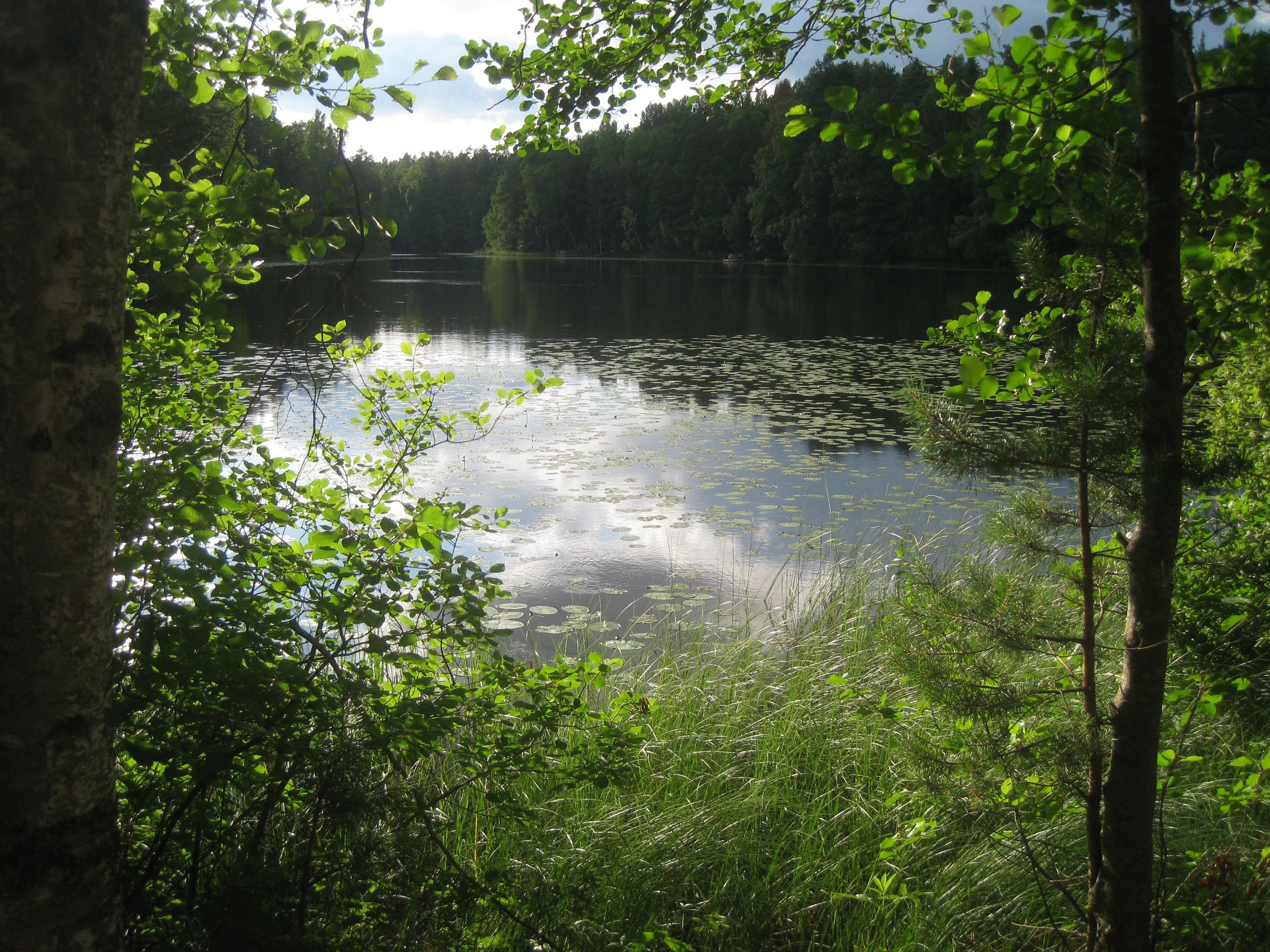 A lake reflecting trees and sky, surrounded by lush green forest and tall trees.