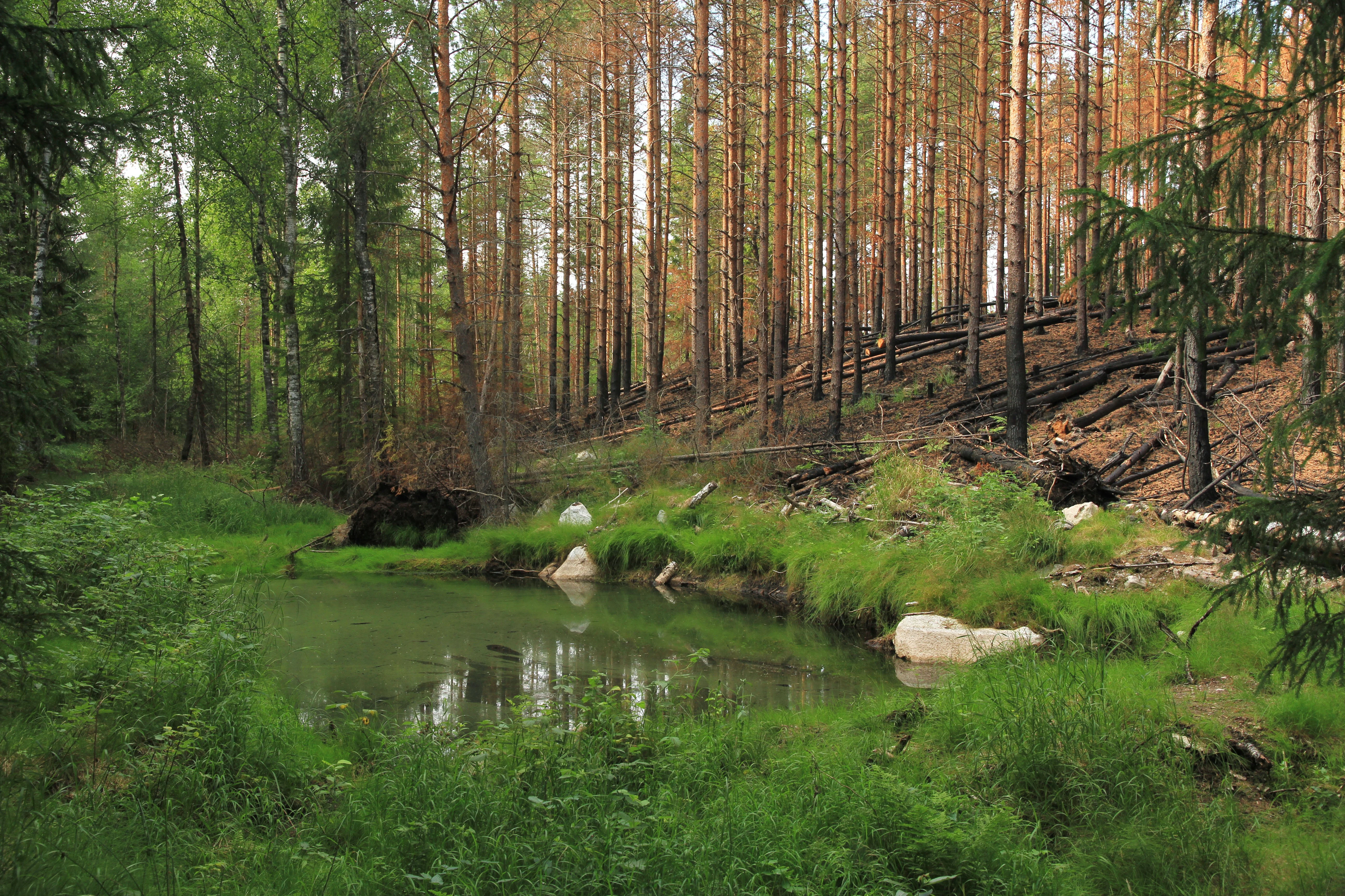 Bog pool with green vegetation and trees in the background