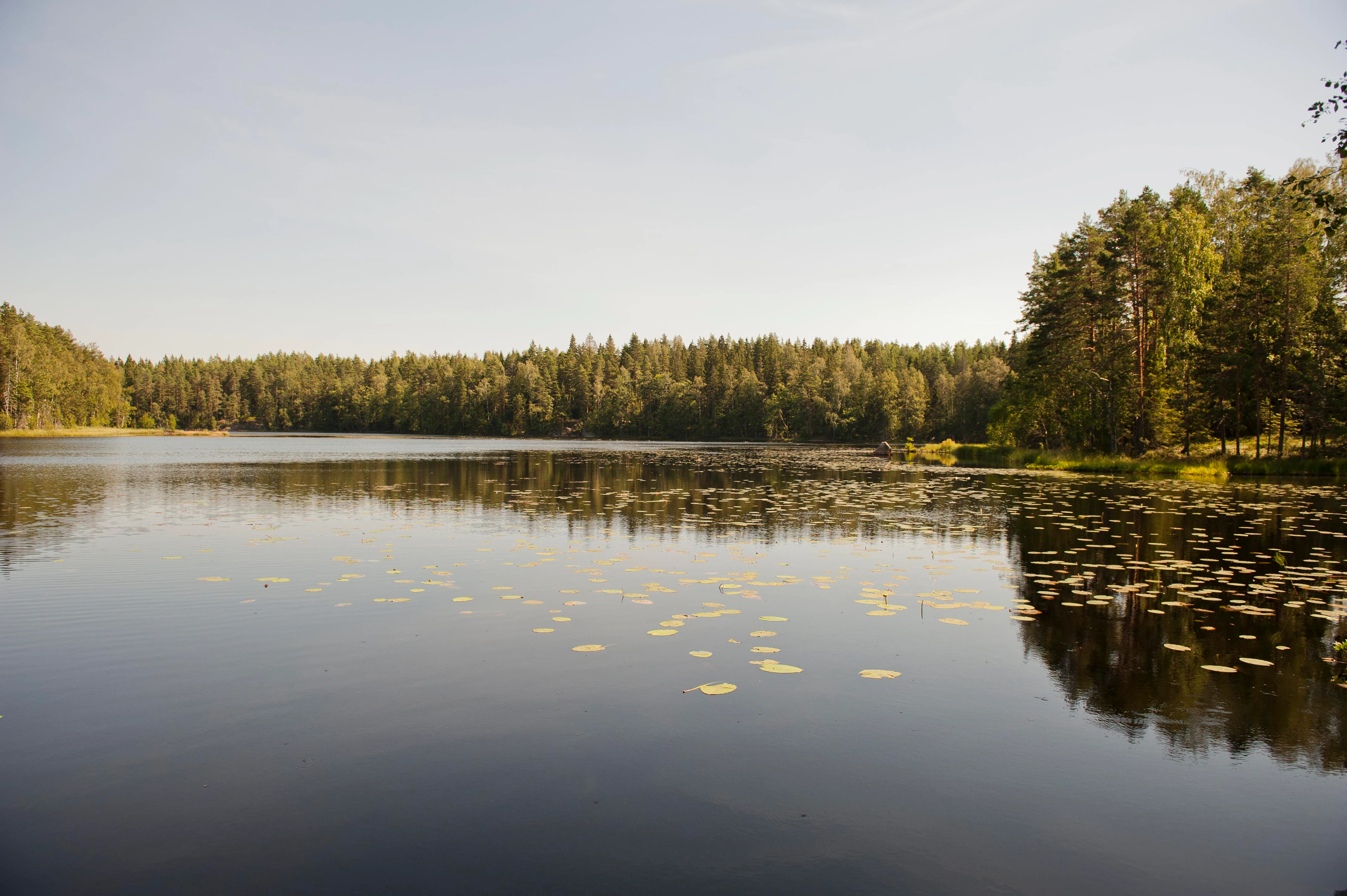 A serene lake with lily pads and forest reflection under clear sky