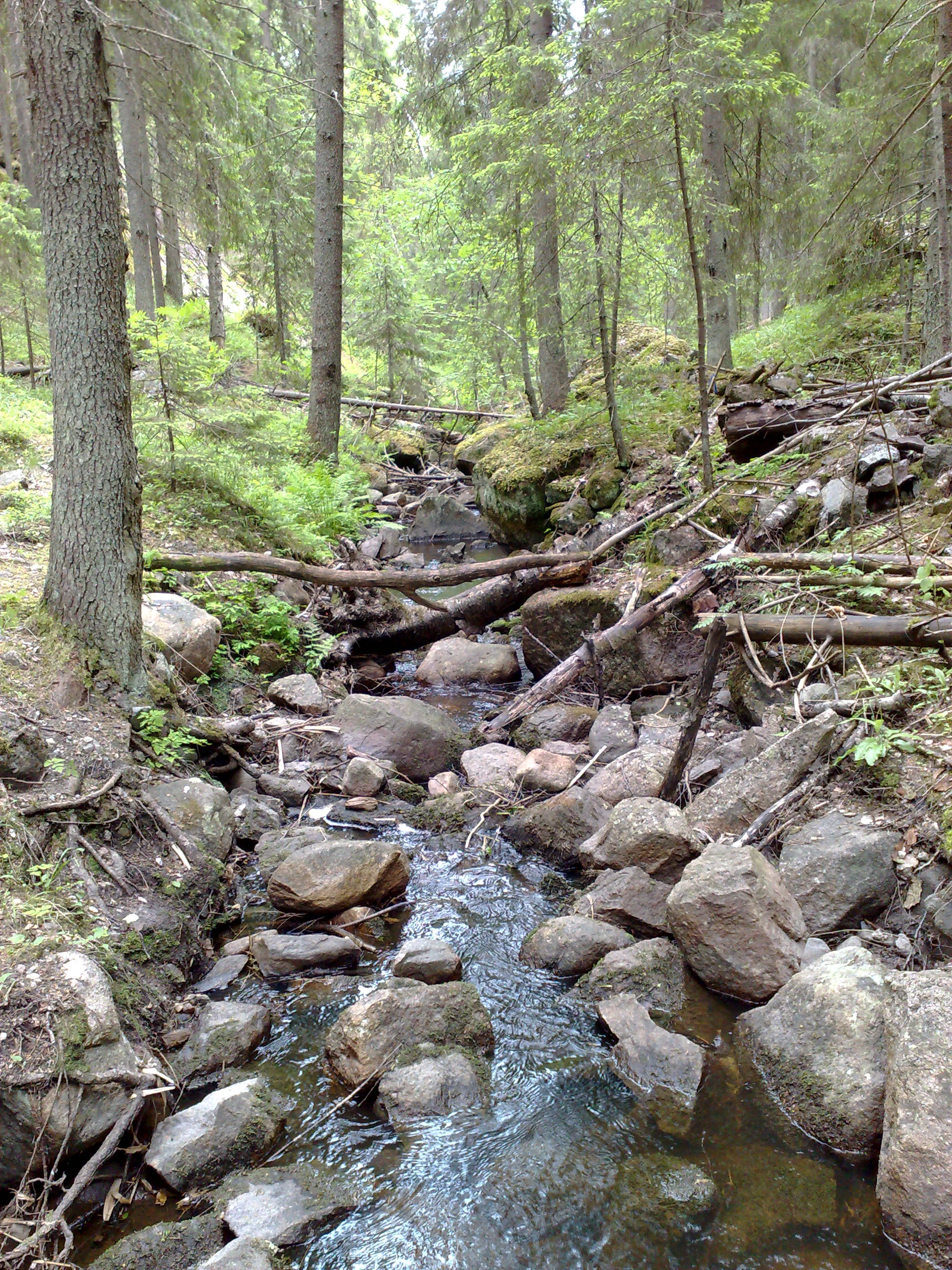 A small stream flowing through a forest with rocks and fallen logs, surrounded by tall trees and green vegetation