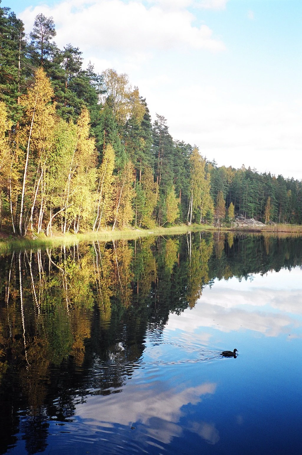 Calm lake surface reflecting autumn-colored trees and sky, with a duck swimming in the water and a forested shoreline under a partly cloudy sky