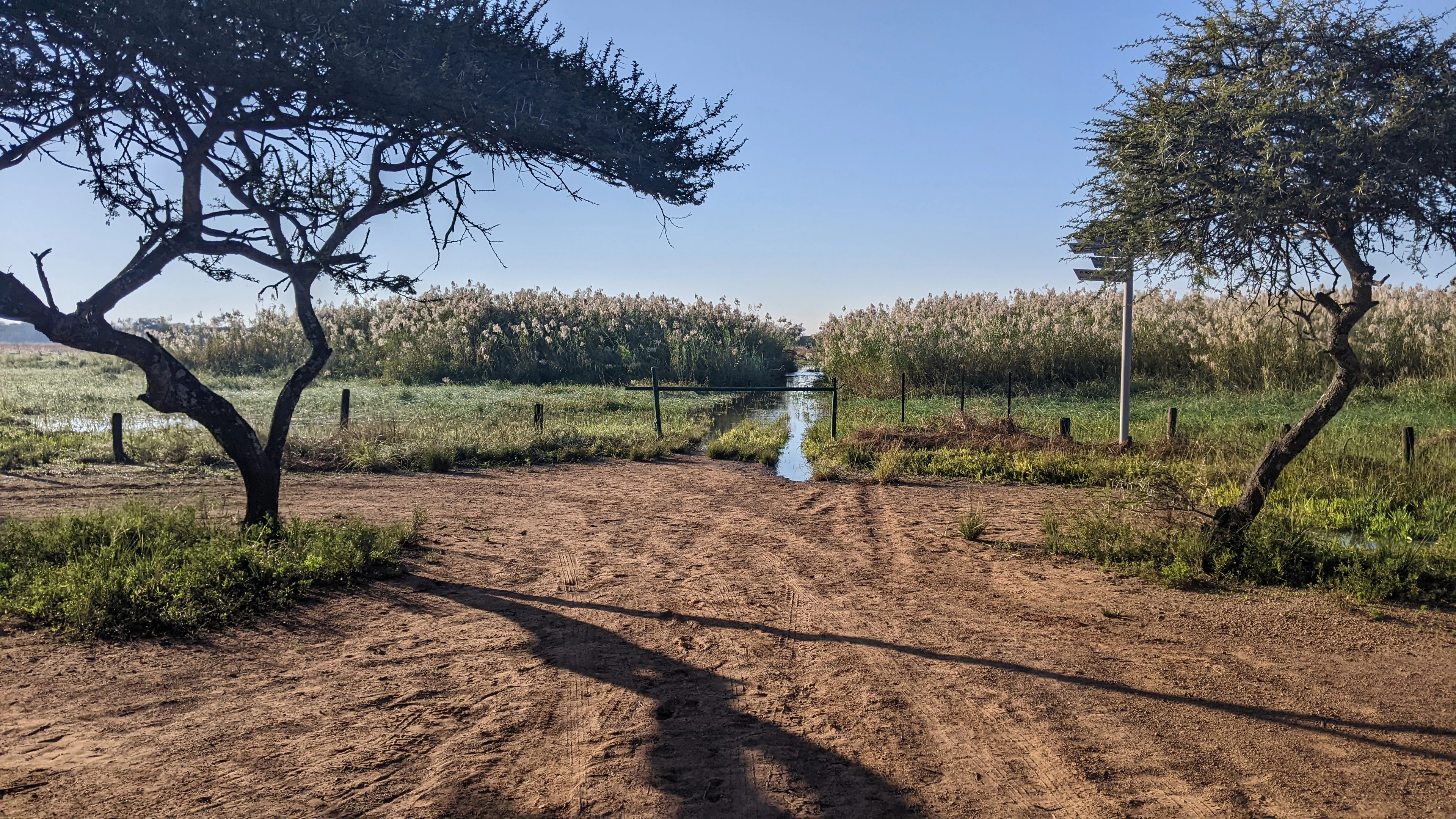 Una pista de tierra conduce hacia una zona inundada cubierta de juncos altos, enmarcada por dos grandes acacias bajo un cielo despejado.