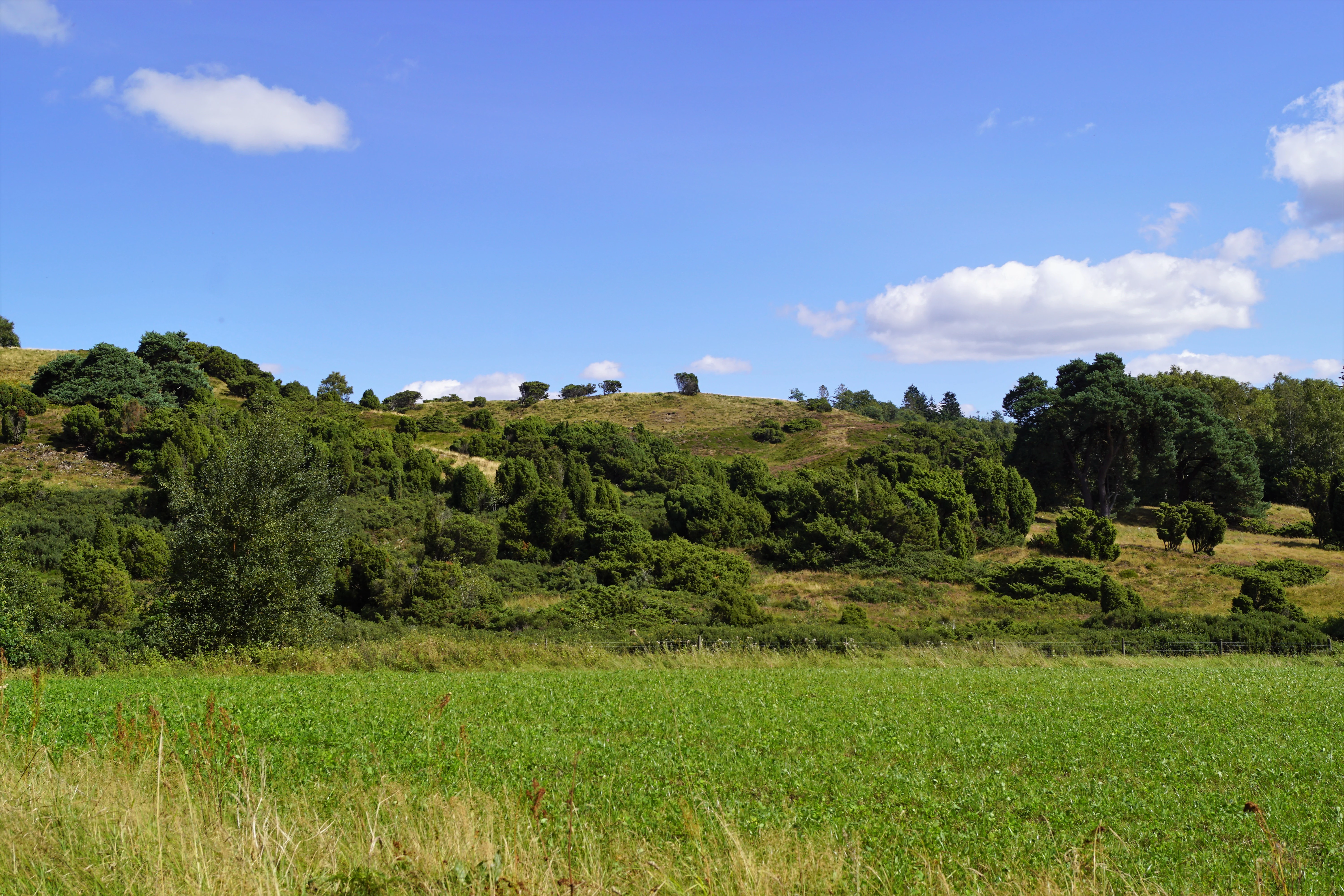 A wide landscape view of rolling, green, hilly terrain covered in low-lying vegetation and scattered trees under a blue sky with scattered white clouds.