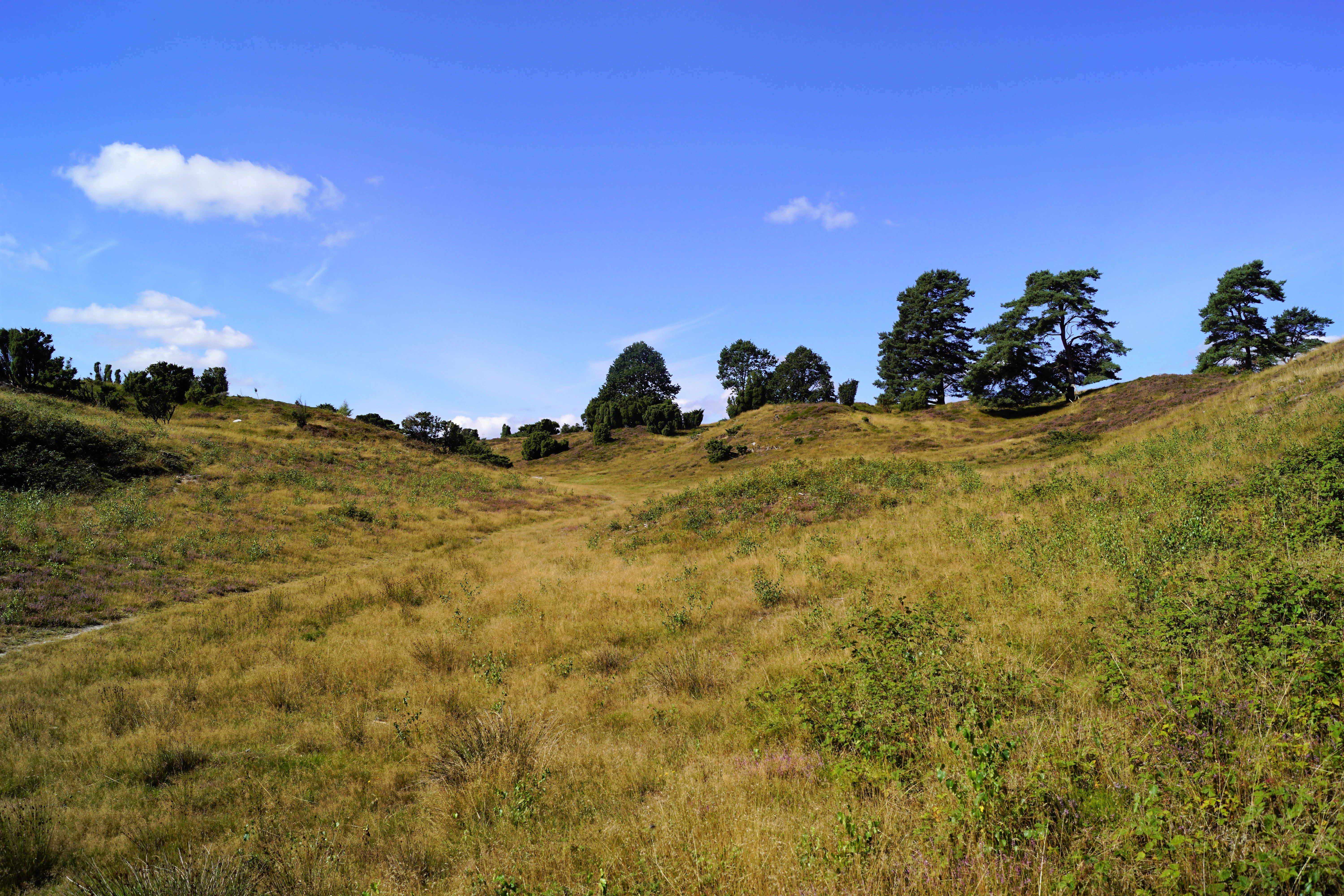 A wide, outdoor shot of a hilly, grassy landscape under a bright blue sky, with scattered trees along the ridges.