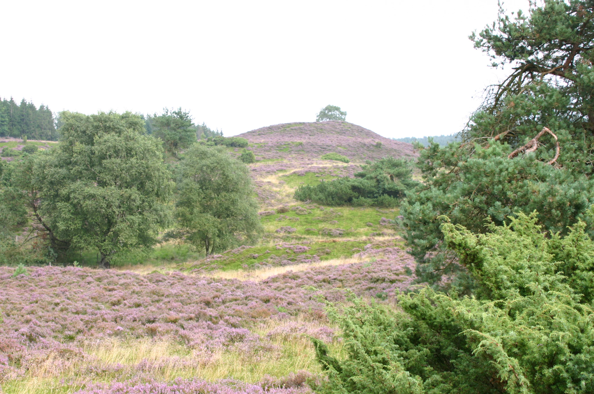 A scenic view of a rolling, grassy, and heather-covered hillside with patches of small trees and shrubs under an overcast sky.