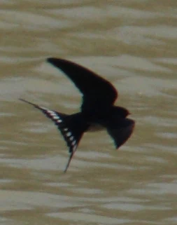A dark bird with a forked tail, likely a Barn Swallow, flying over rippled brownish water.