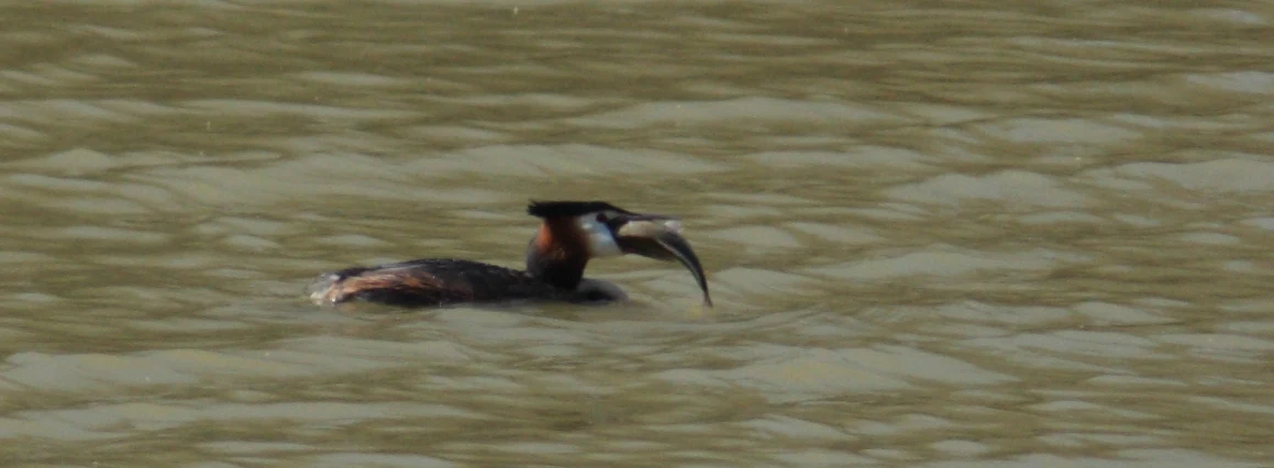 A cormorant swimming in murky water holding a fish in its beak.