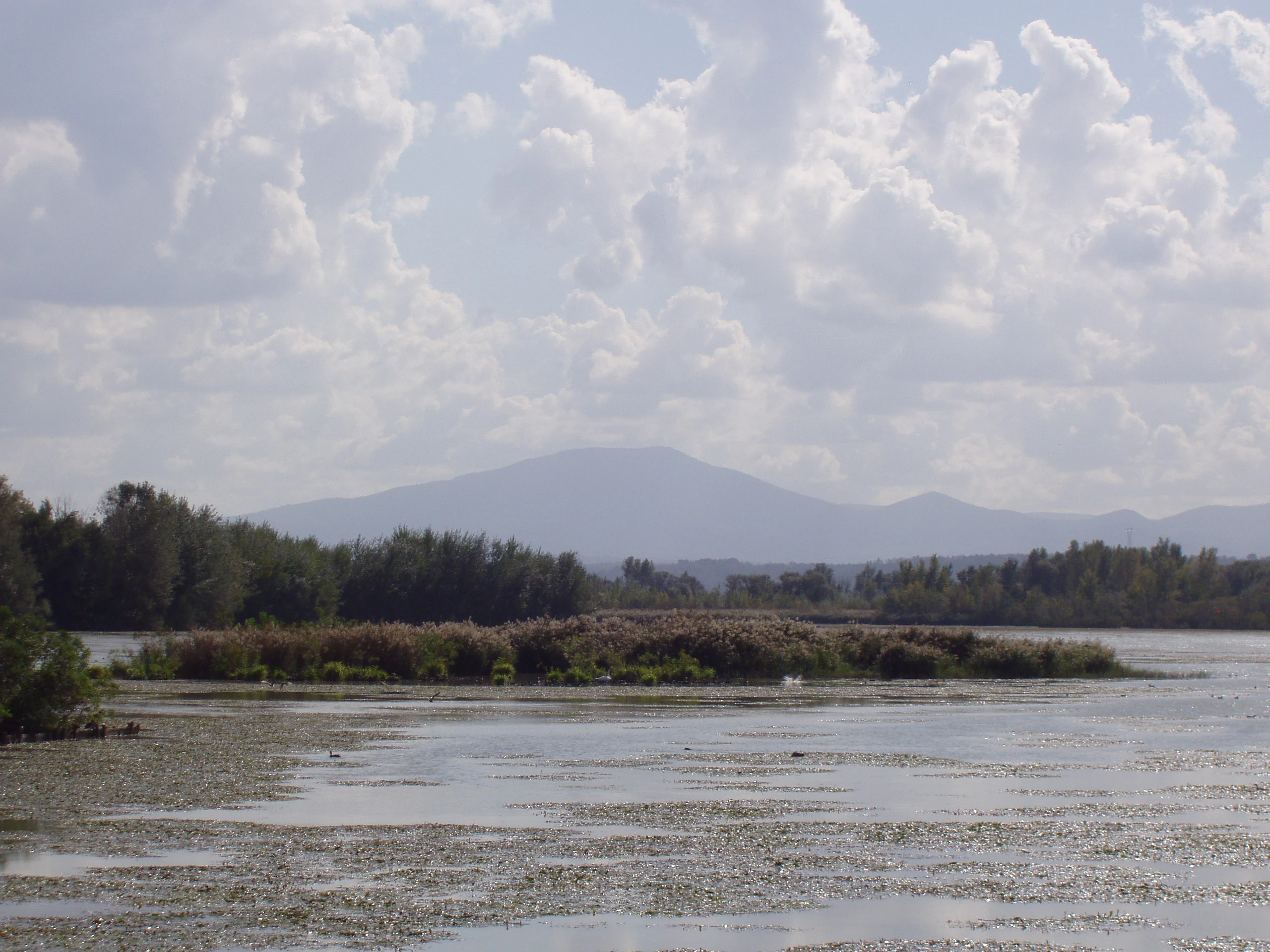 A wide shot of a lake covered in lily pads with a small wooded island in the middle ground and hazy mountains in the background under a cloudy sky.
