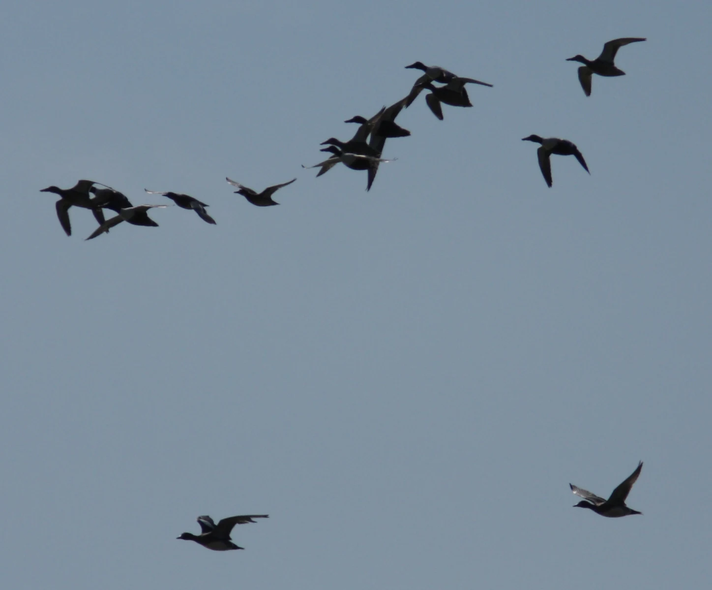 A flock of dark ducks flying across a pale blue sky, with some birds higher up in a loose formation and others lower down.