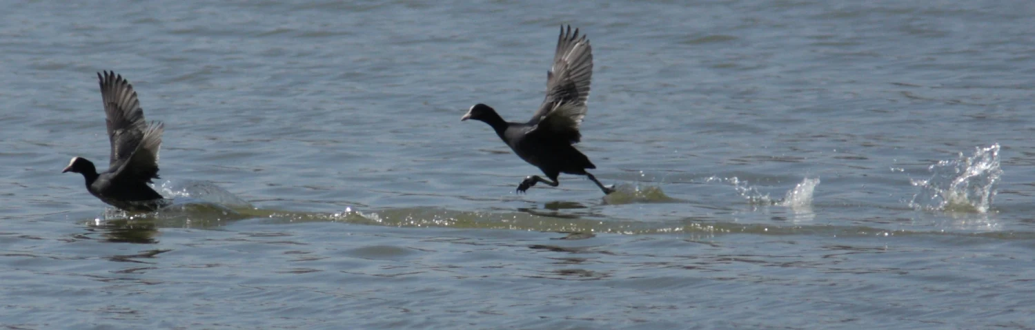 Two black waterbirds with white beaks running on a lake surface with wings raised and water splashing behind them.