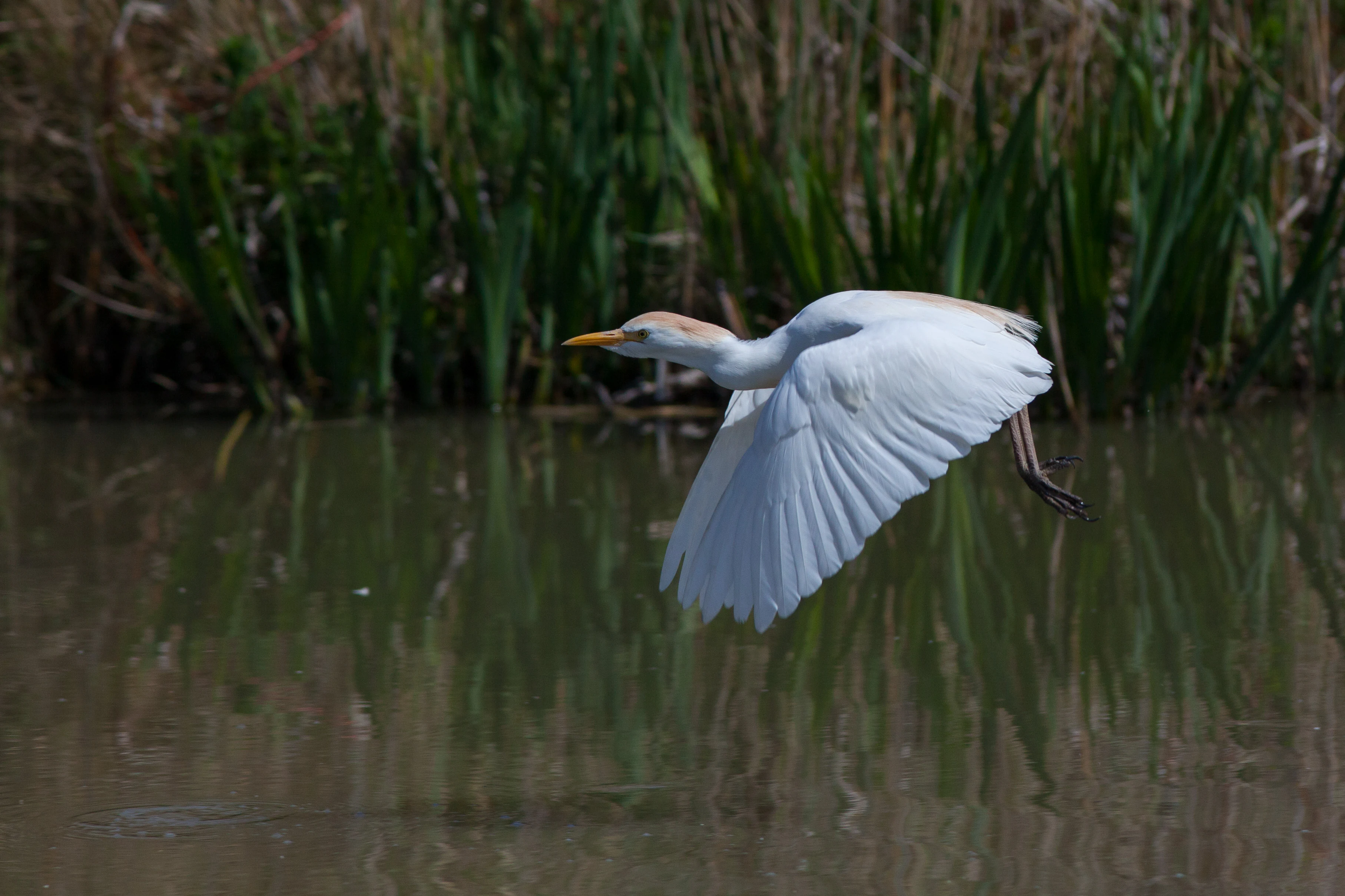 A white cattle egret with wings spread flying low over calm water with green reeds in the background.