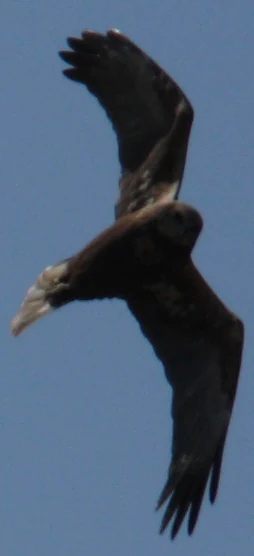 A dark brown bird of prey flying with wings spread against a blue sky.