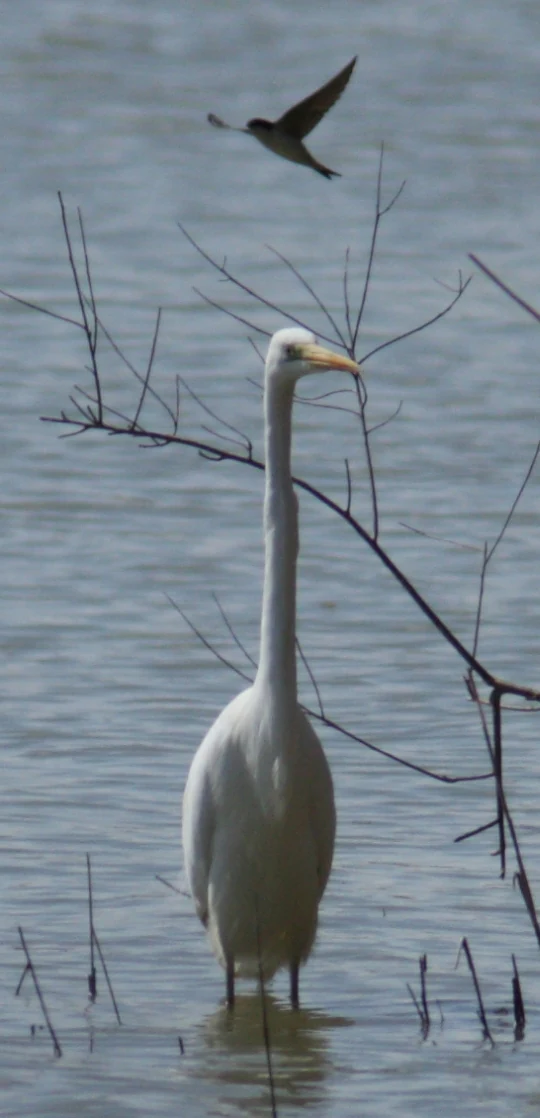A white great egret standing in shallow water surrounded by bare branches, with a swallow flying in the background over the water surface