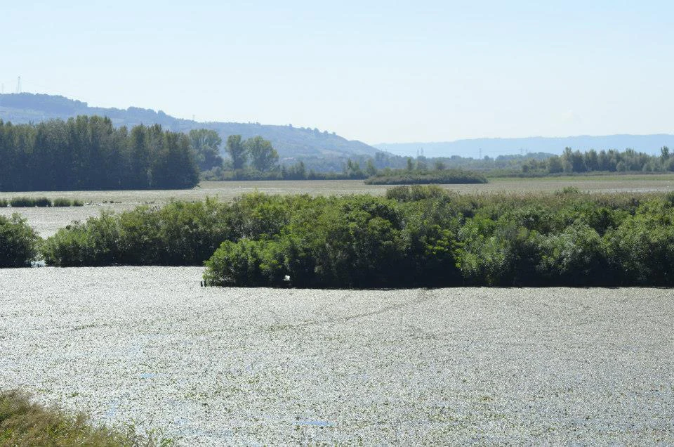 A wetland lake scene showing water covered with aquatic plants, green shrubs and bushes in the midground, a line of trees, and rolling hills in the background under a pale sky.