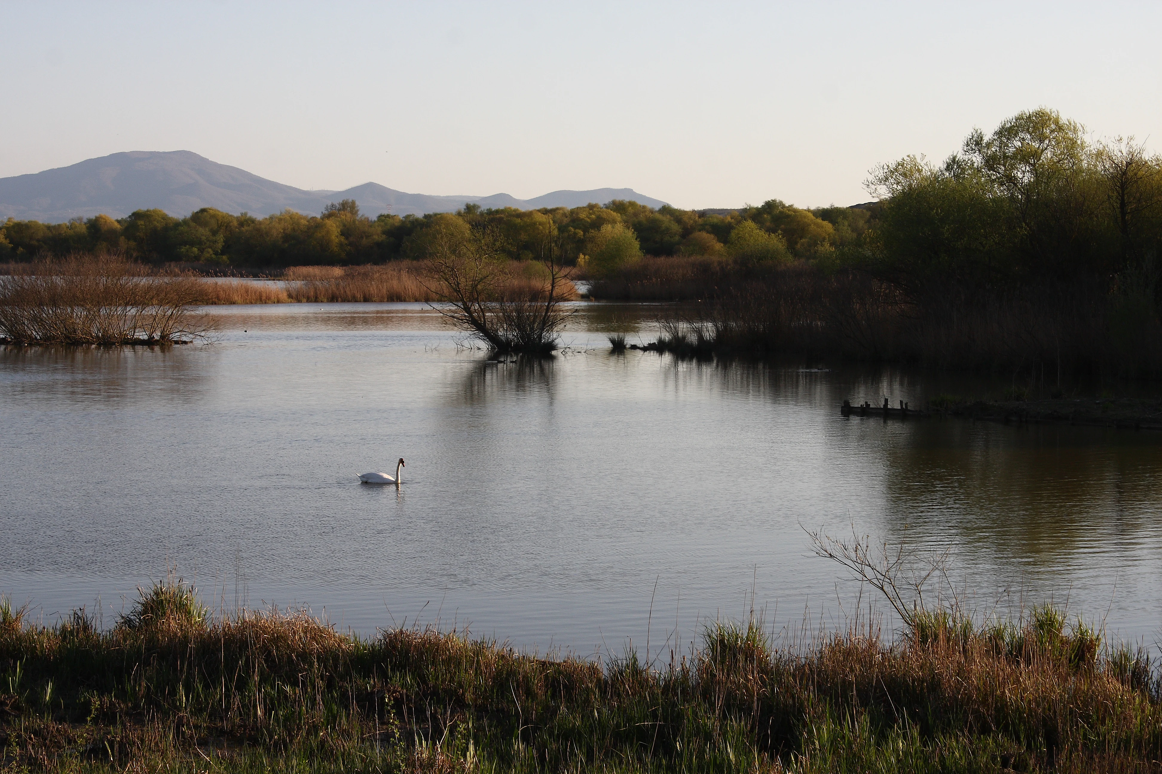 A wide shot of a lake with a single white swan swimming in the center. The shoreline is lined with green and brown trees and bushes. A mountain range is visible in the distance under a clear sky.