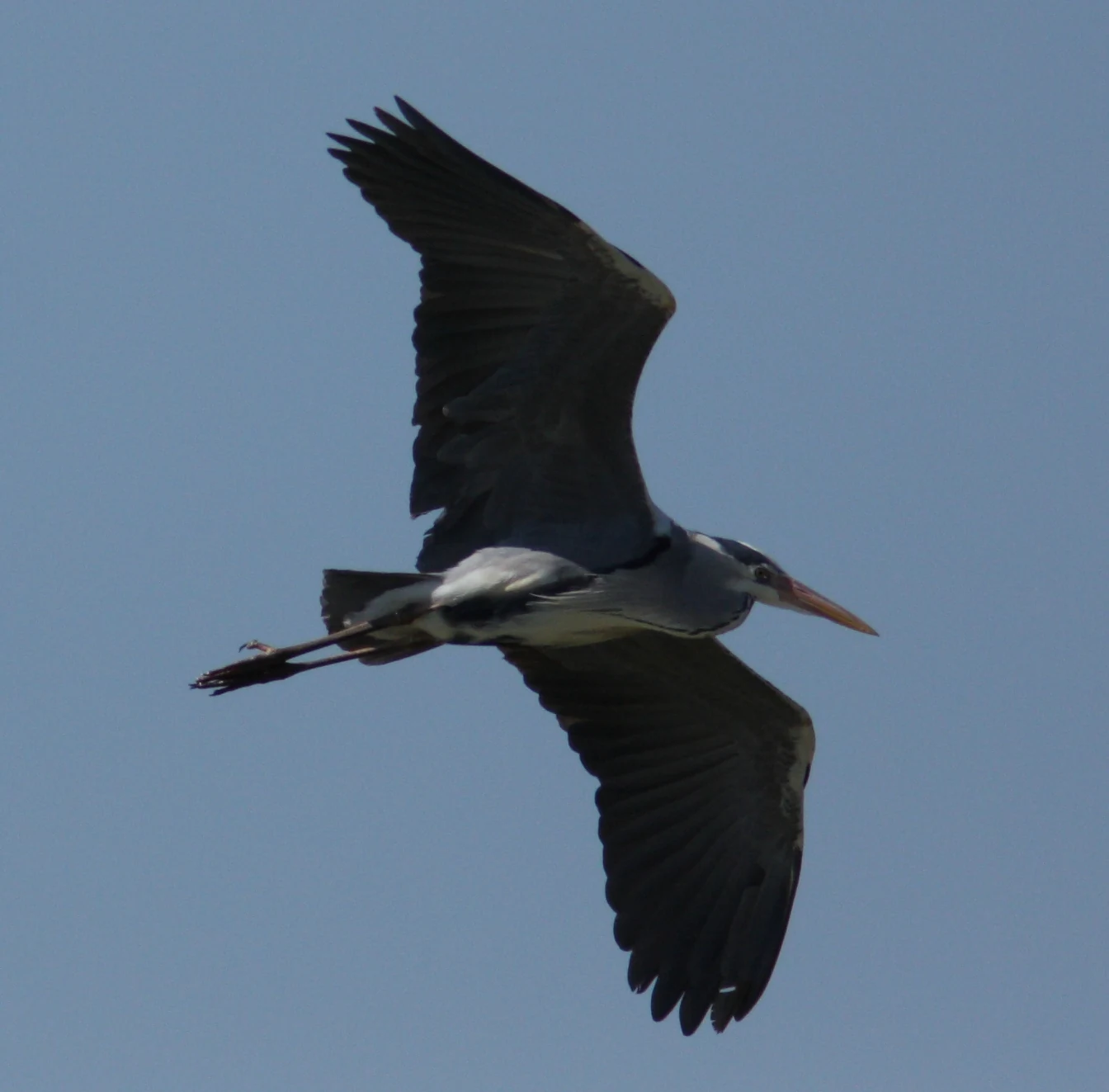 A grey heron flying with wings spread against a solid blue sky.