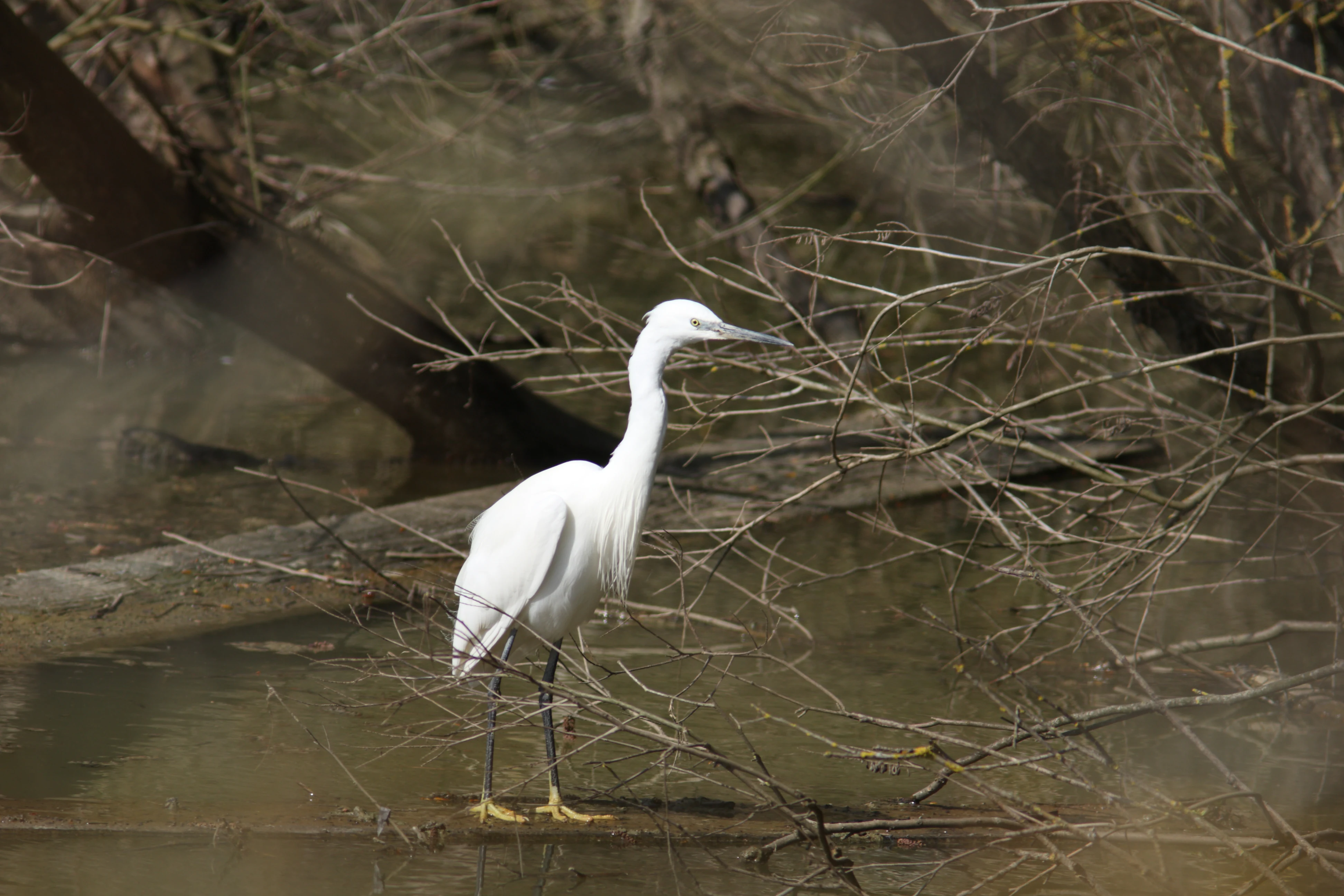 A white little egret standing in shallow murky water surrounded by bare branches and trees in a wetland setting