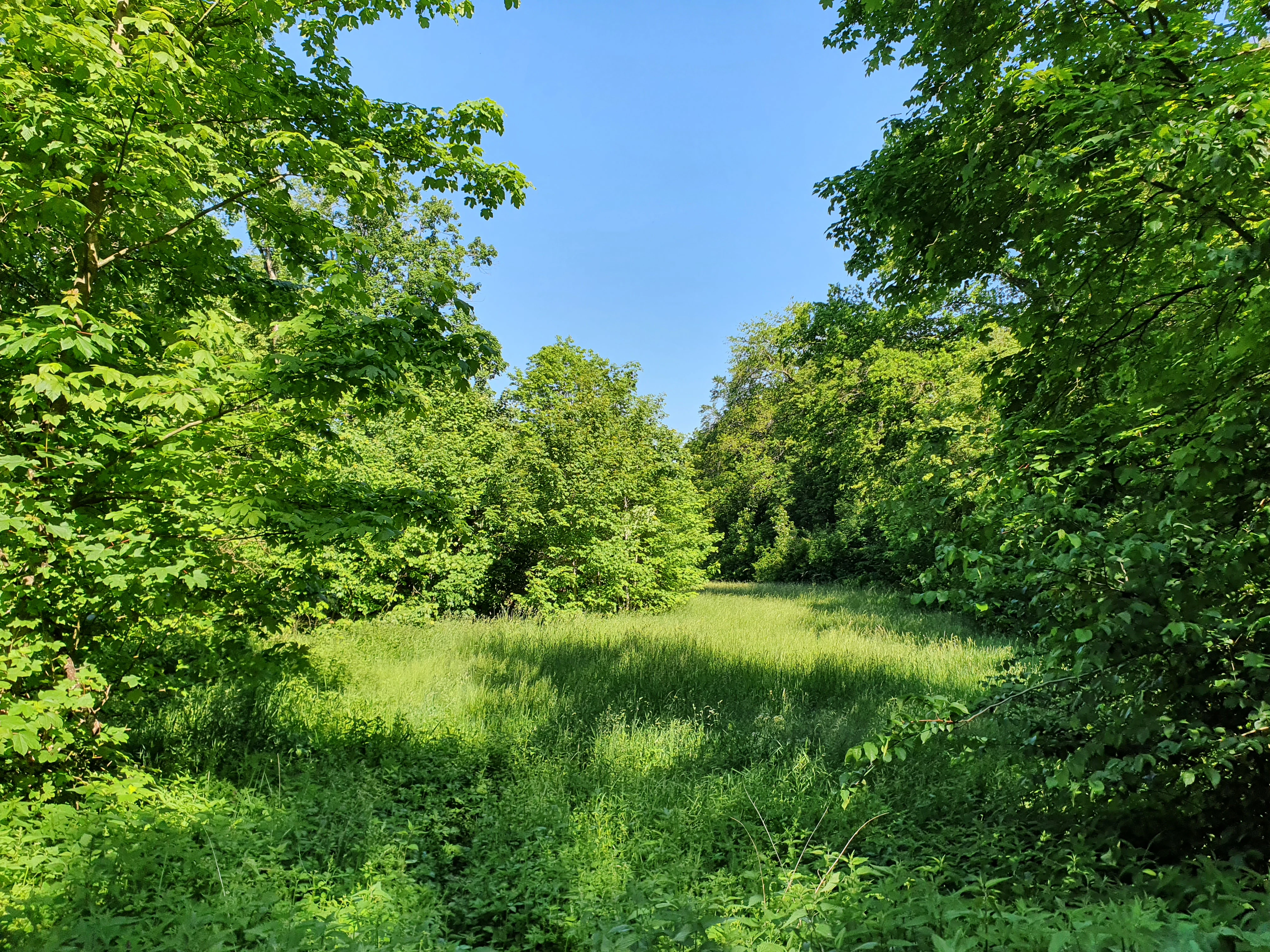 A sunlit, grassy meadow bordered by lush, dense deciduous trees under a clear blue sky.