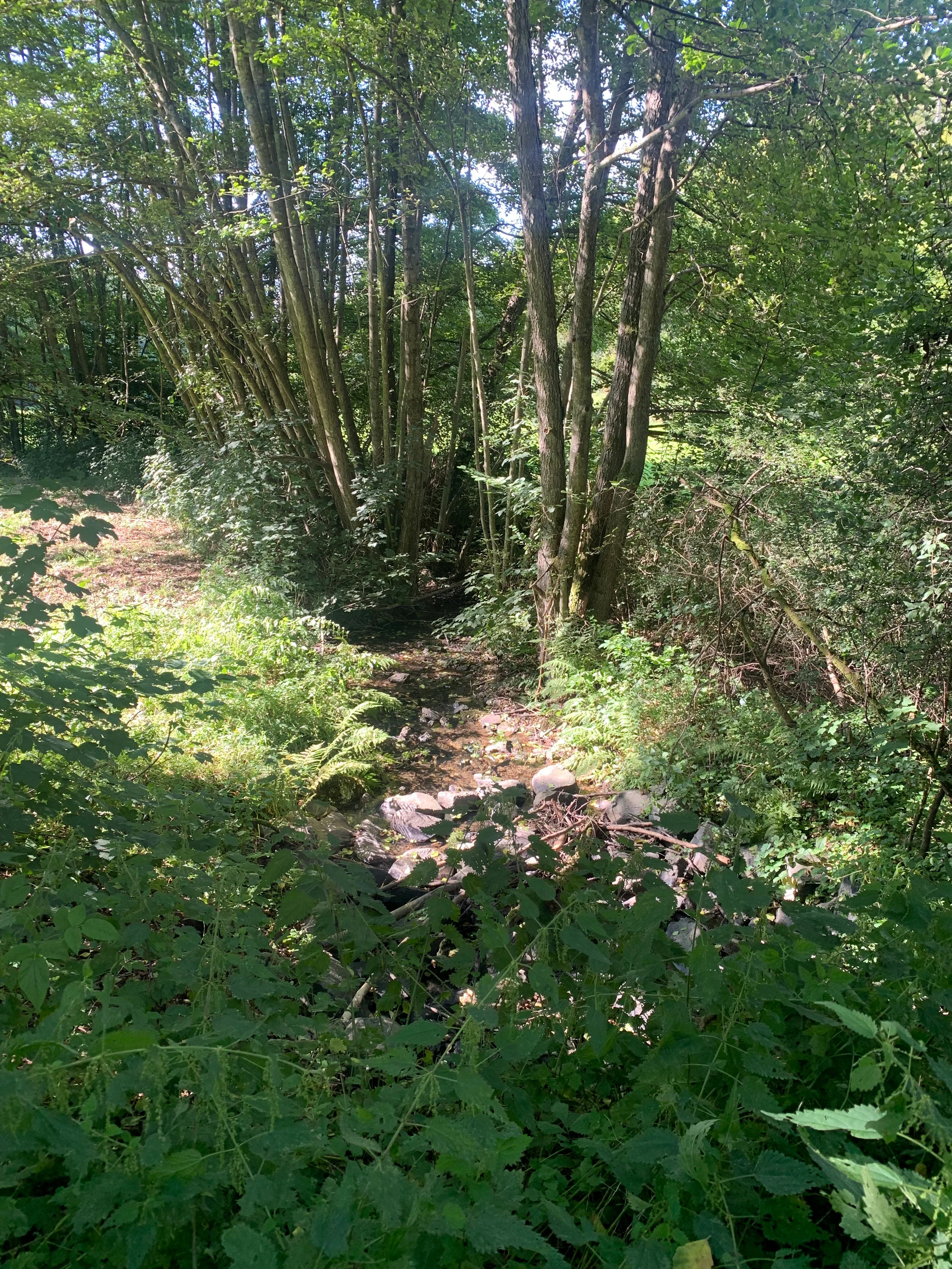 A small rocky stream bed surrounded by lush green trees, shrubs, and ferns in a wooded area.