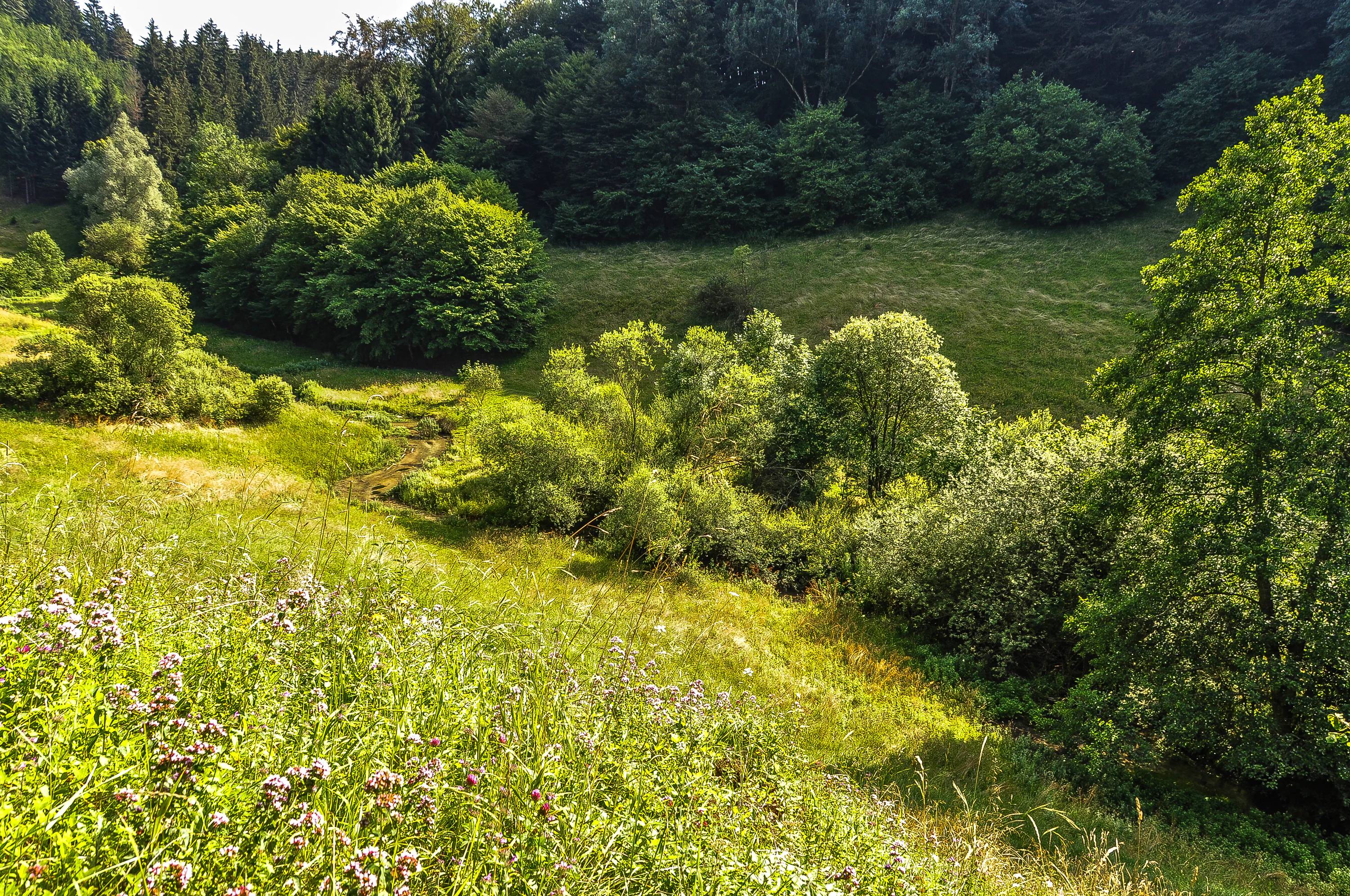A lush, grassy valley with scattered shrubs and trees, leading up to a denser forest line on a hillside in the Swabian Alb.