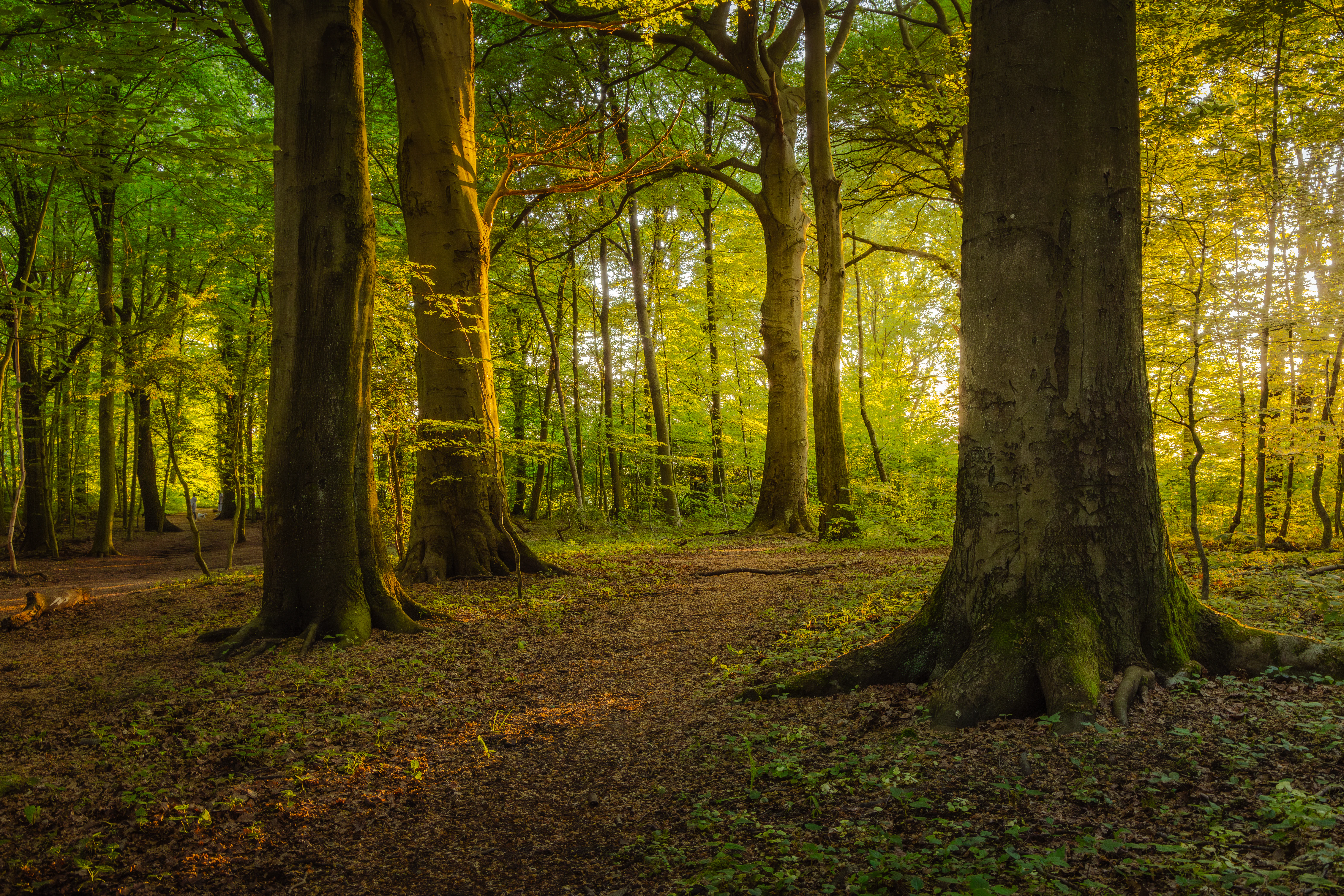 A forest interior scene showing large tree trunks in the foreground with sunlight shining through the green canopy in the background.