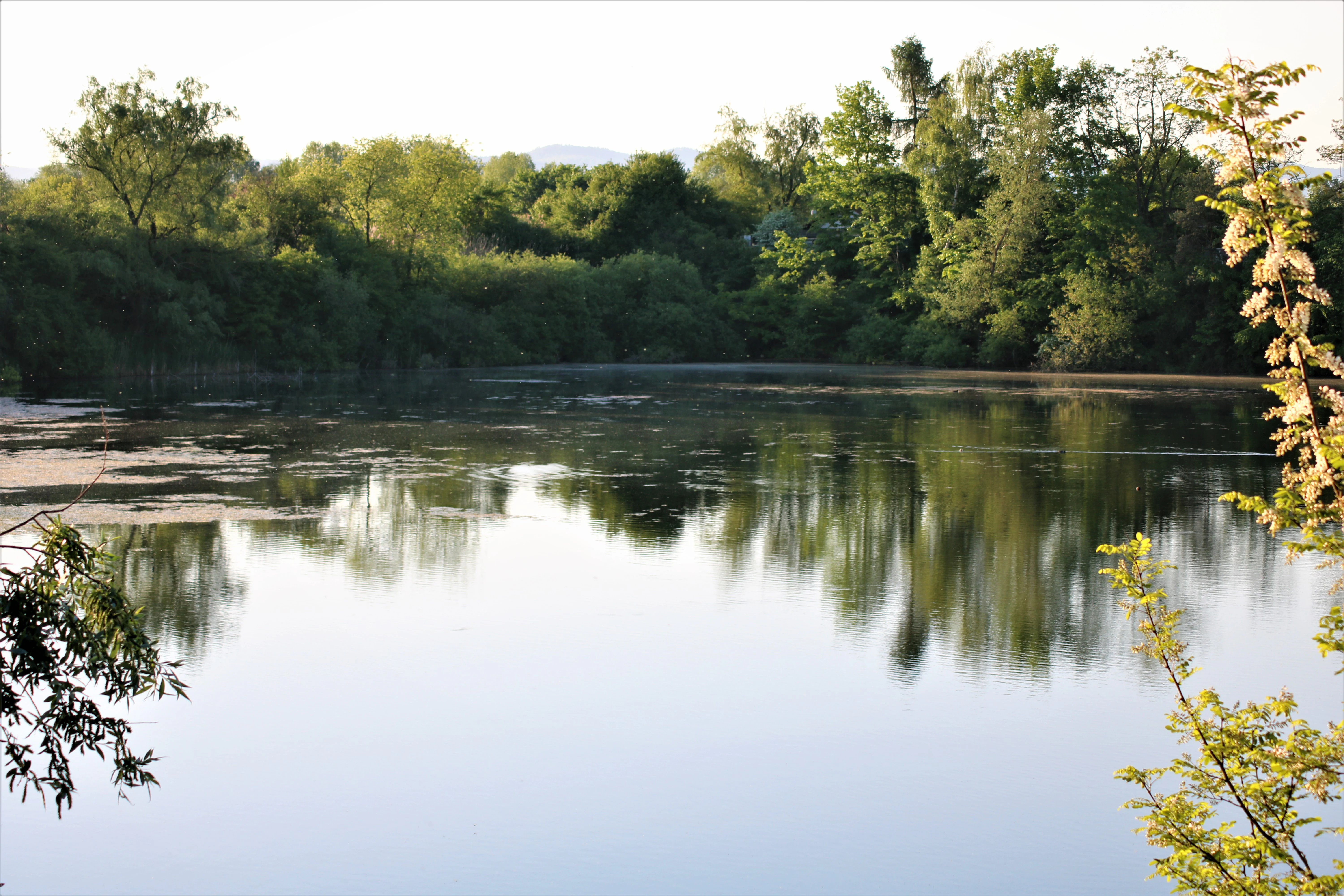 A calm, reflective pond in a nature reserve, surrounded by dense green trees and shrubs on the banks, with a bright sky overhead.