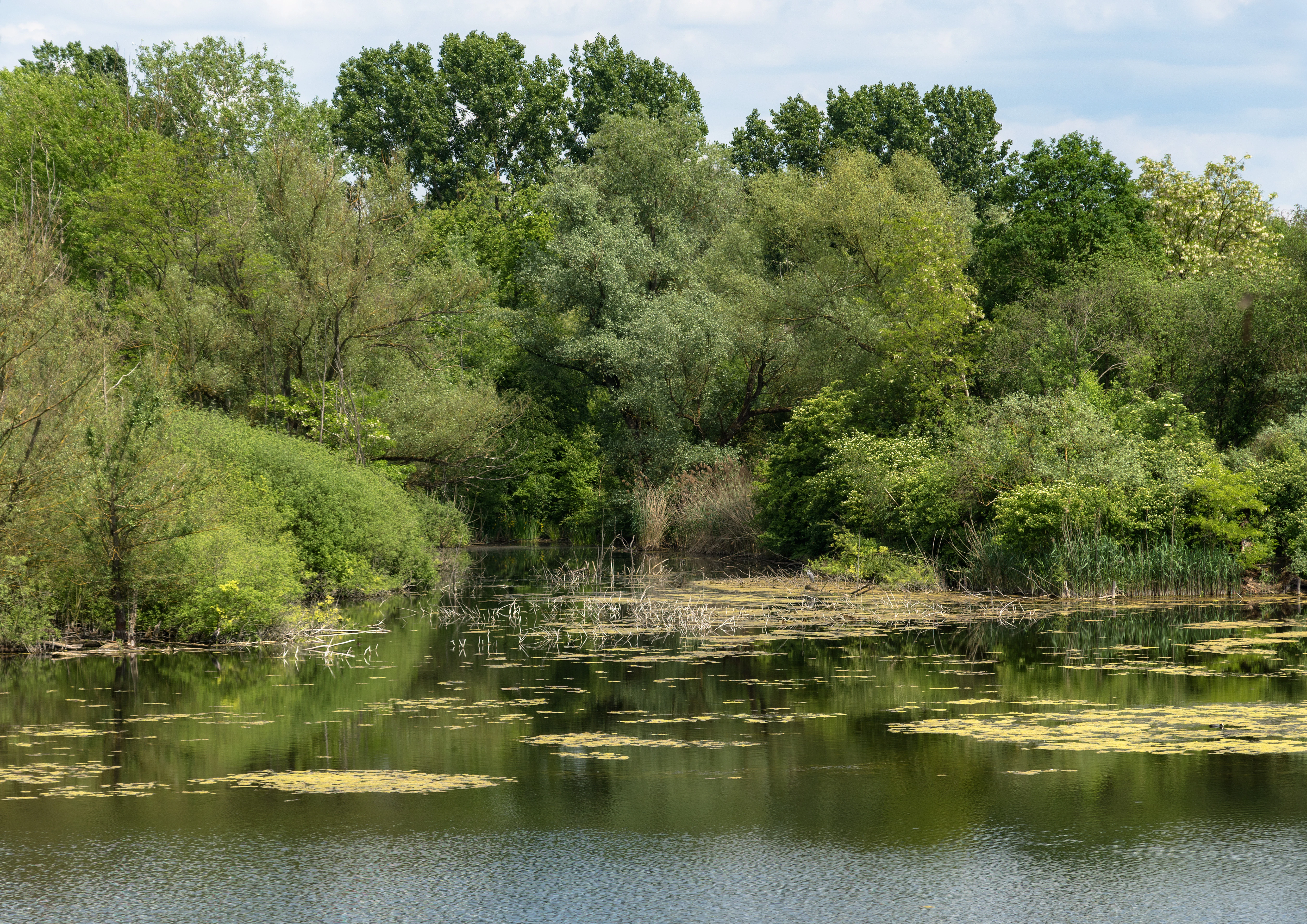 A calm, dark-water pond reflecting the surrounding lush green trees and shrubs on a summer day.