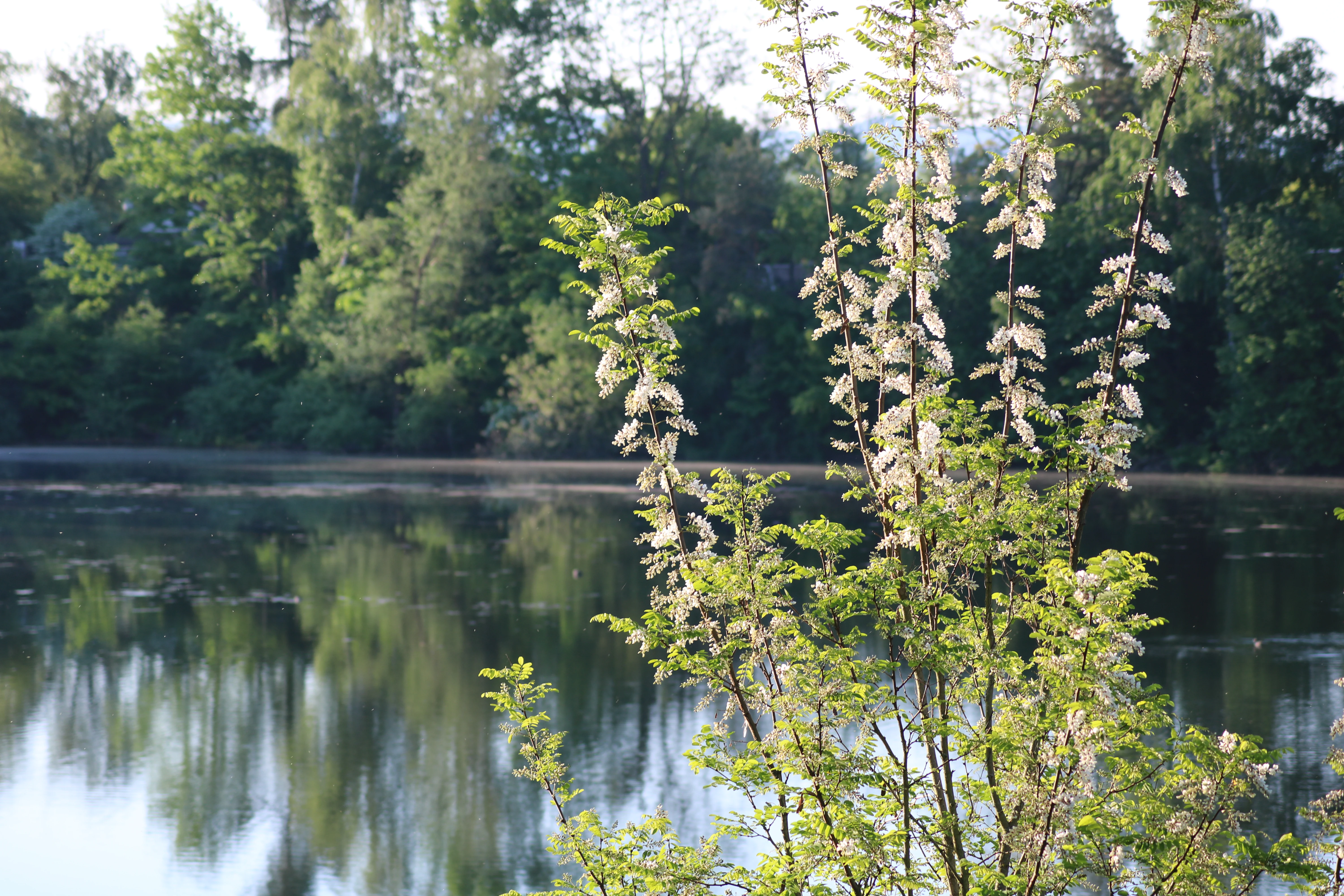 A calm lake in the Oberlücke von Viernheim nature reserve, with flowering white acacia trees in the foreground and a dense forest line reflecting in the water in the background.