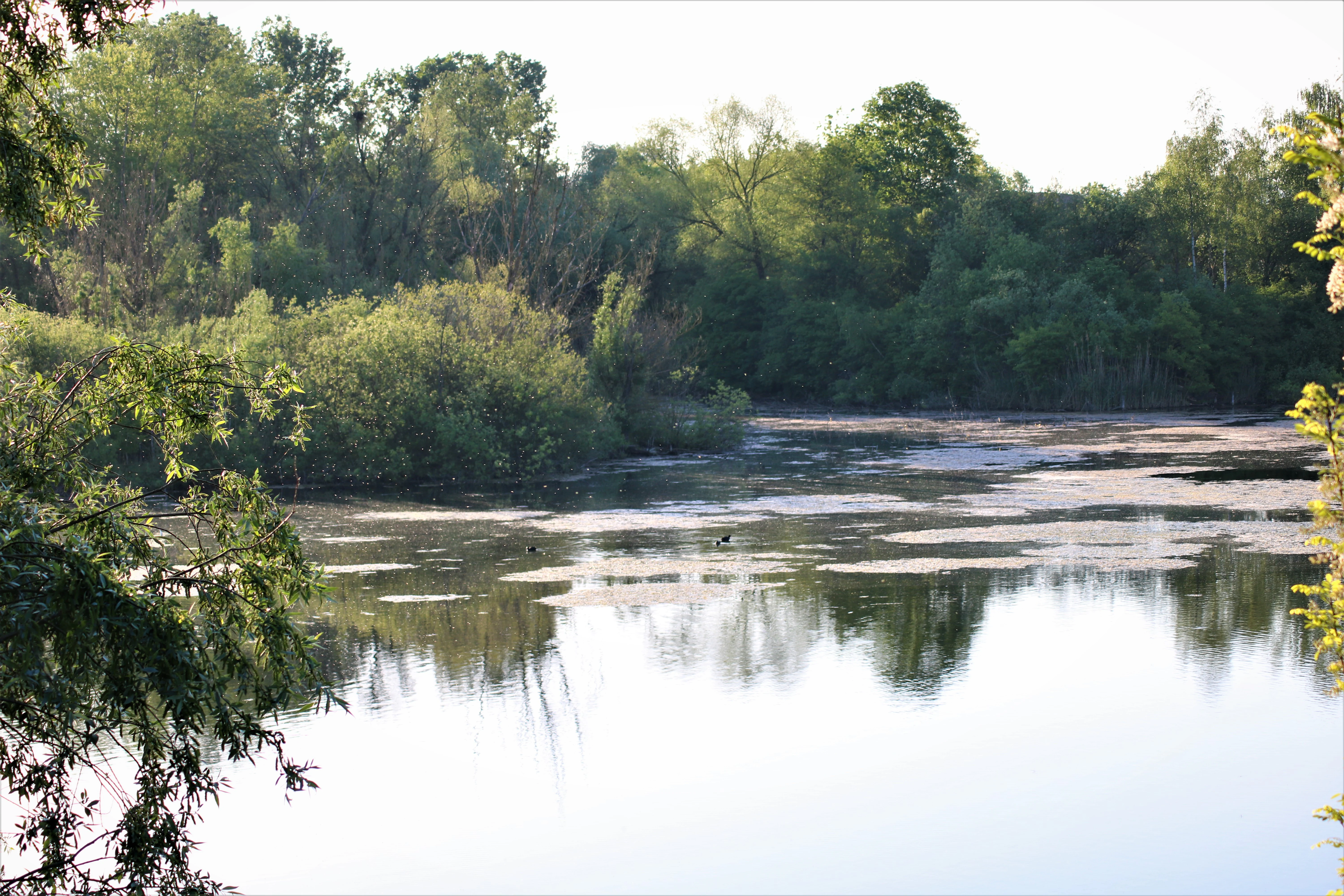 A calm, still pond covered in patches of aquatic vegetation, surrounded by a dense forest fringe under soft lighting.