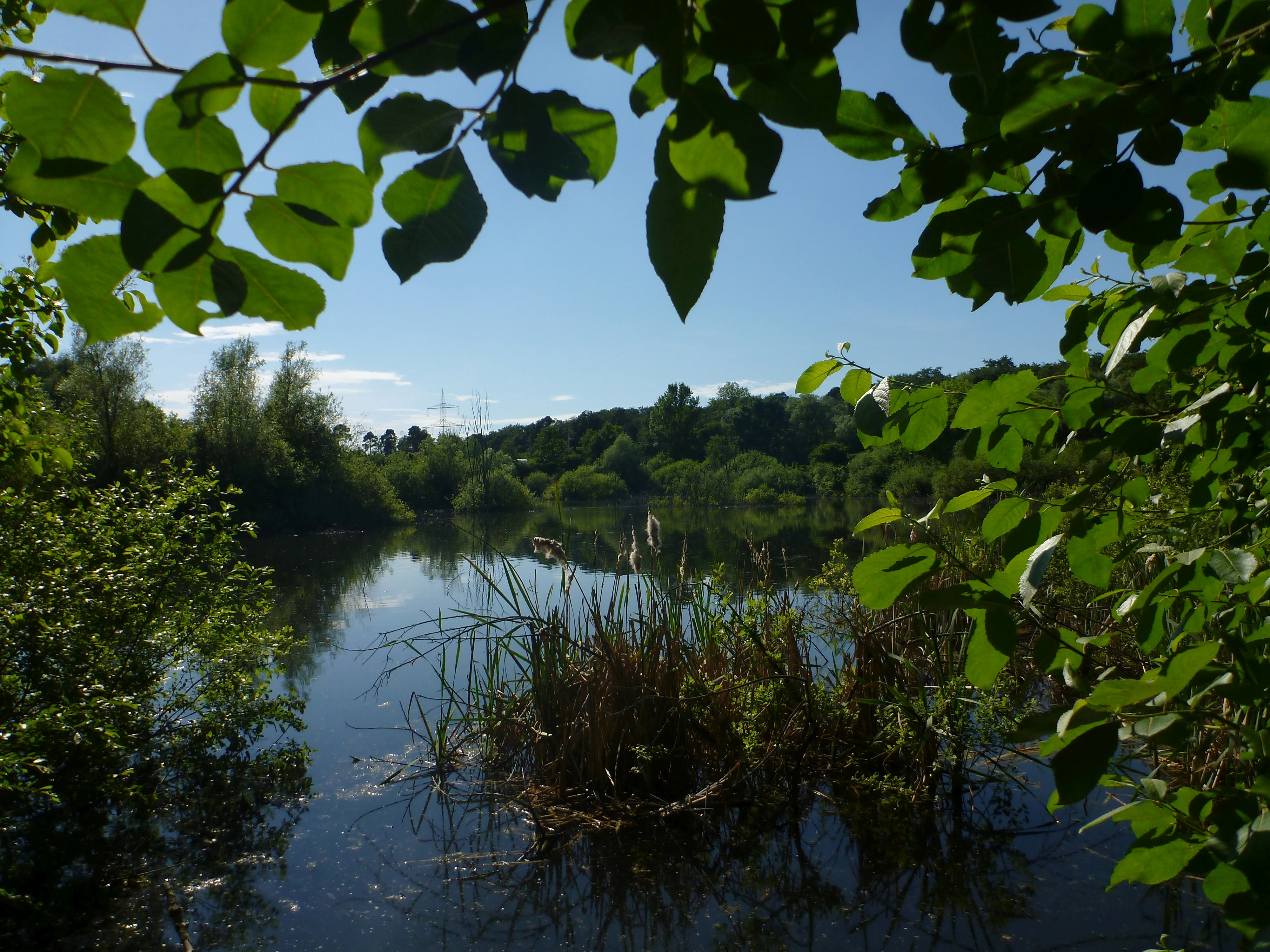 A tranquil pond surrounded by lush green trees and foliage, viewed through a natural frame of overhanging branches.