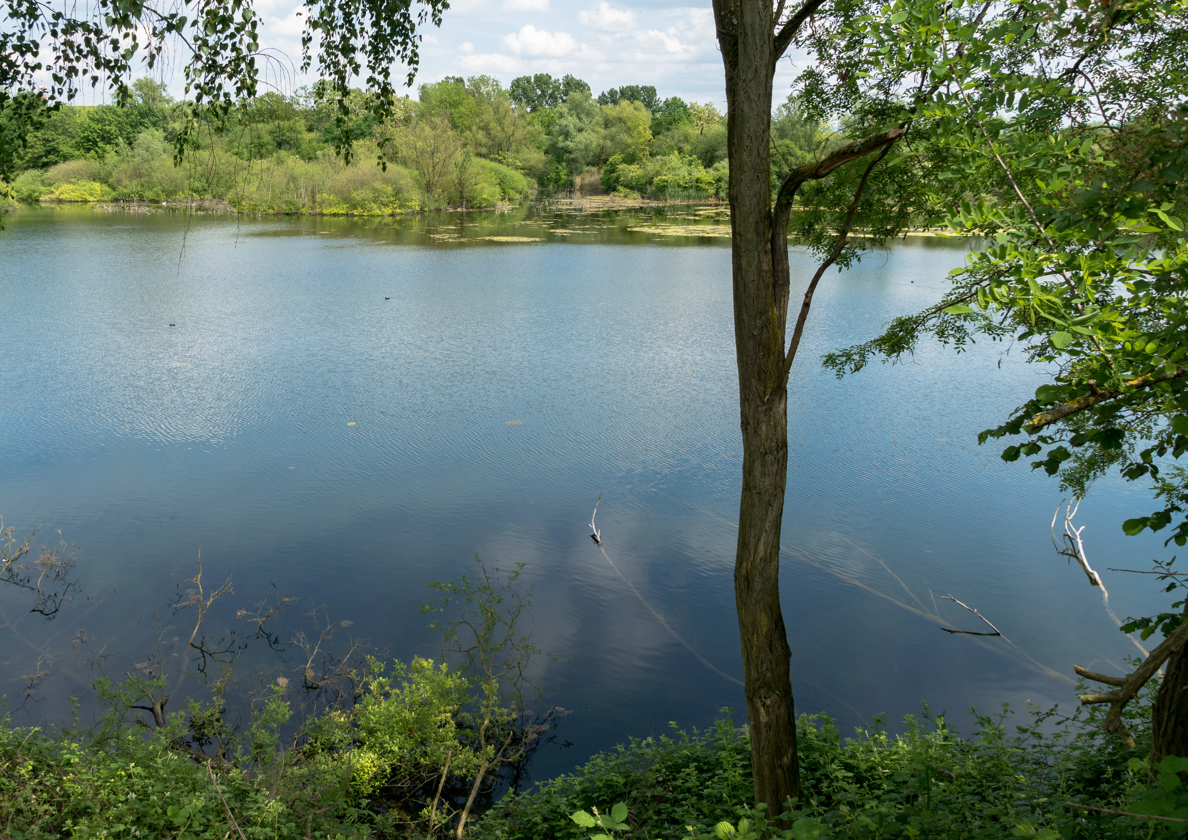 A serene pond scene surrounded by green trees and foliage, with a calm water surface and a tall tree trunk framing the right foreground.