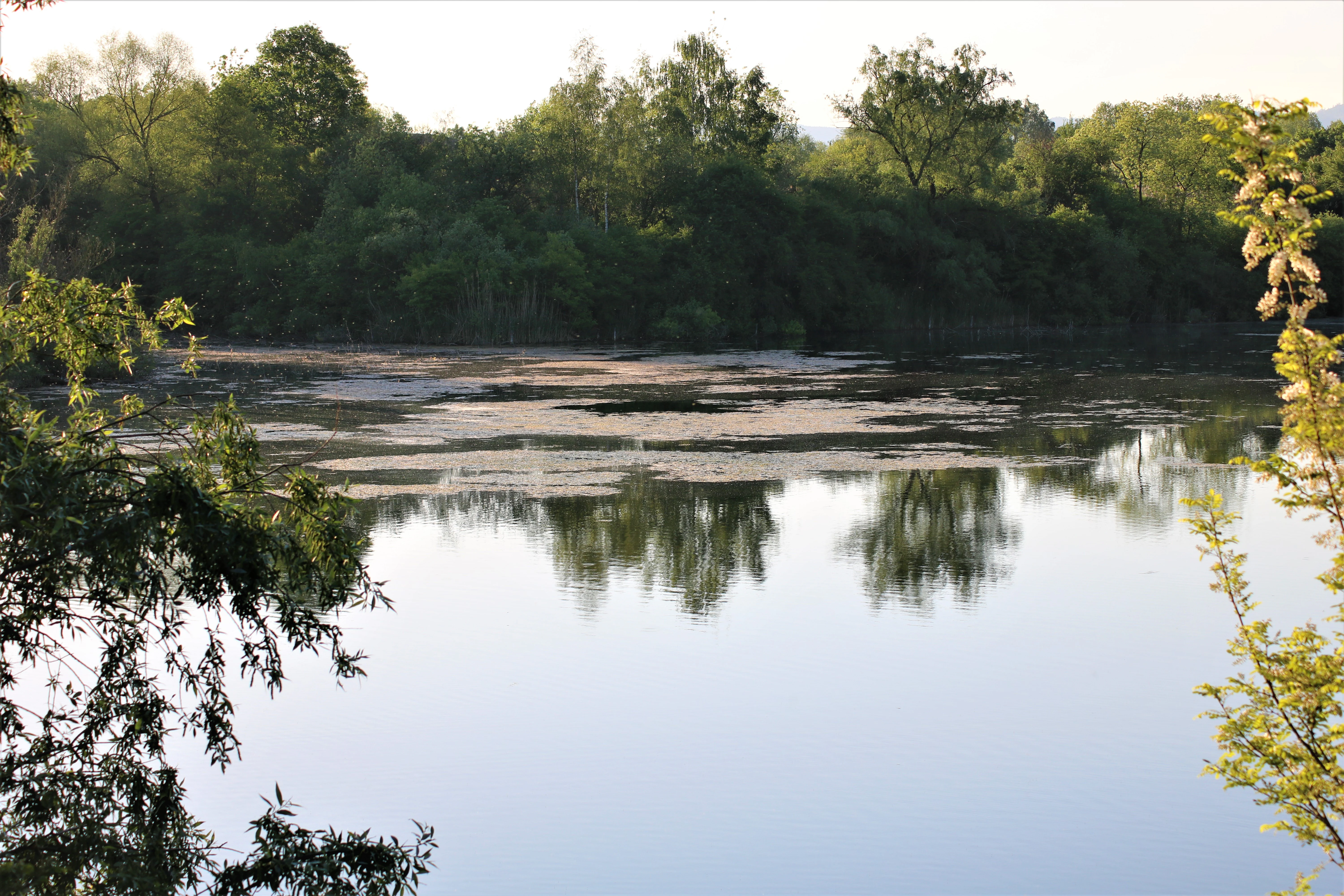 A calm, reflective lake surrounded by dense green trees and shrubs, with aquatic vegetation on the water surface.