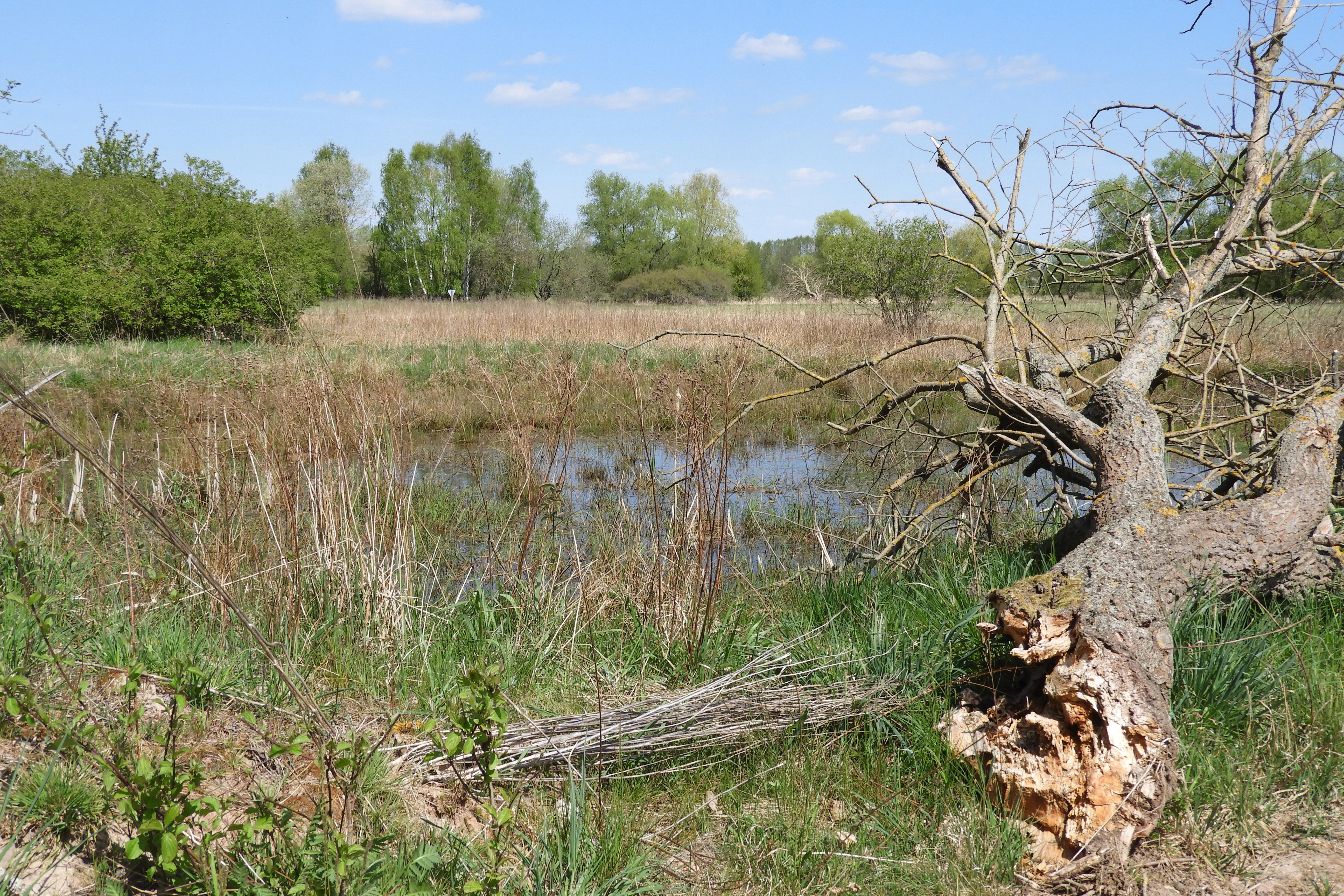 A sunny scene featuring a small pond and grassy wetland area in the foreground with a large fallen tree trunk and a background of green trees and bushes.