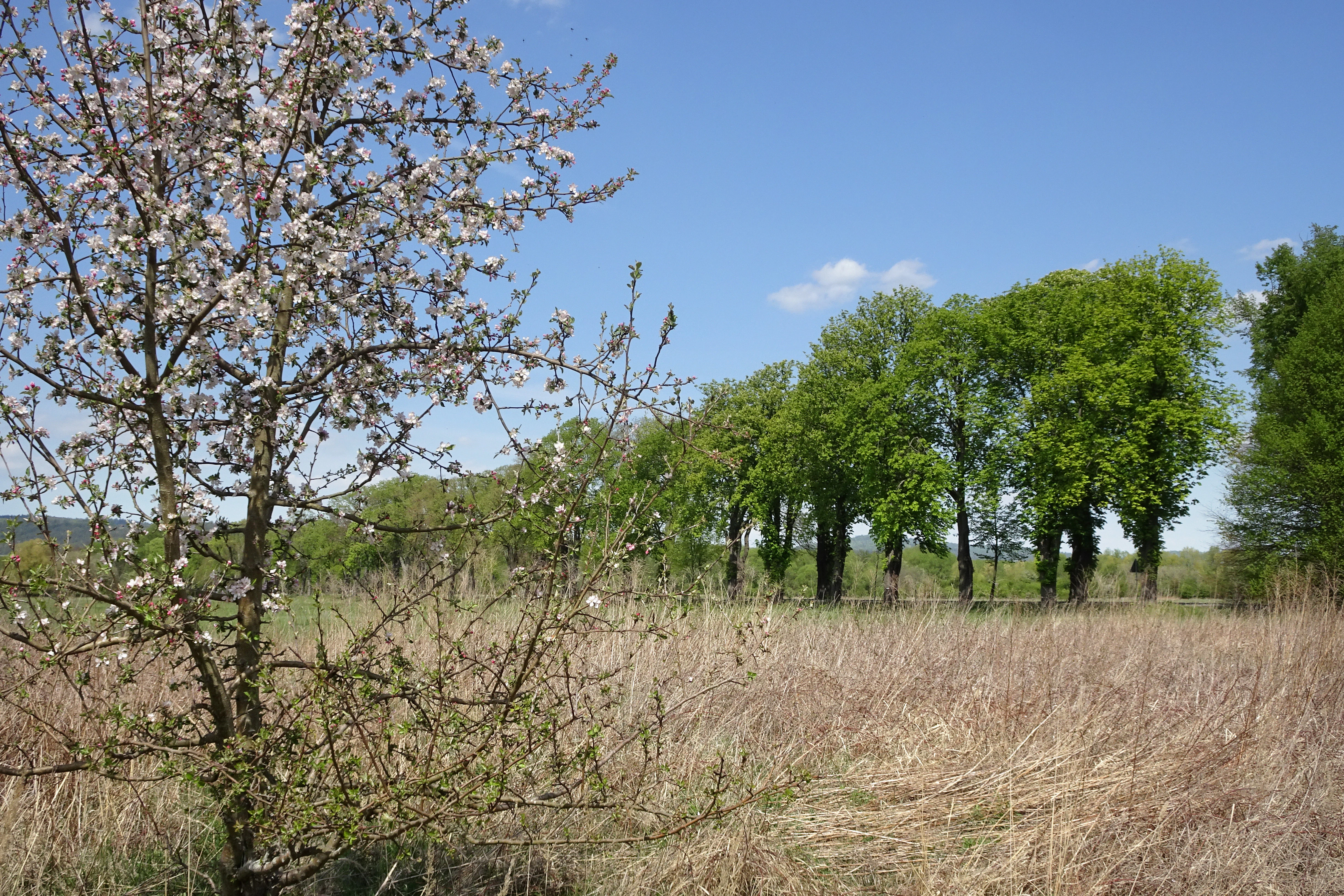 A springtime view of the Obersuhler Aue nature reserve showing a small white-flowering tree in the foreground and a line of green trees against a clear blue sky.