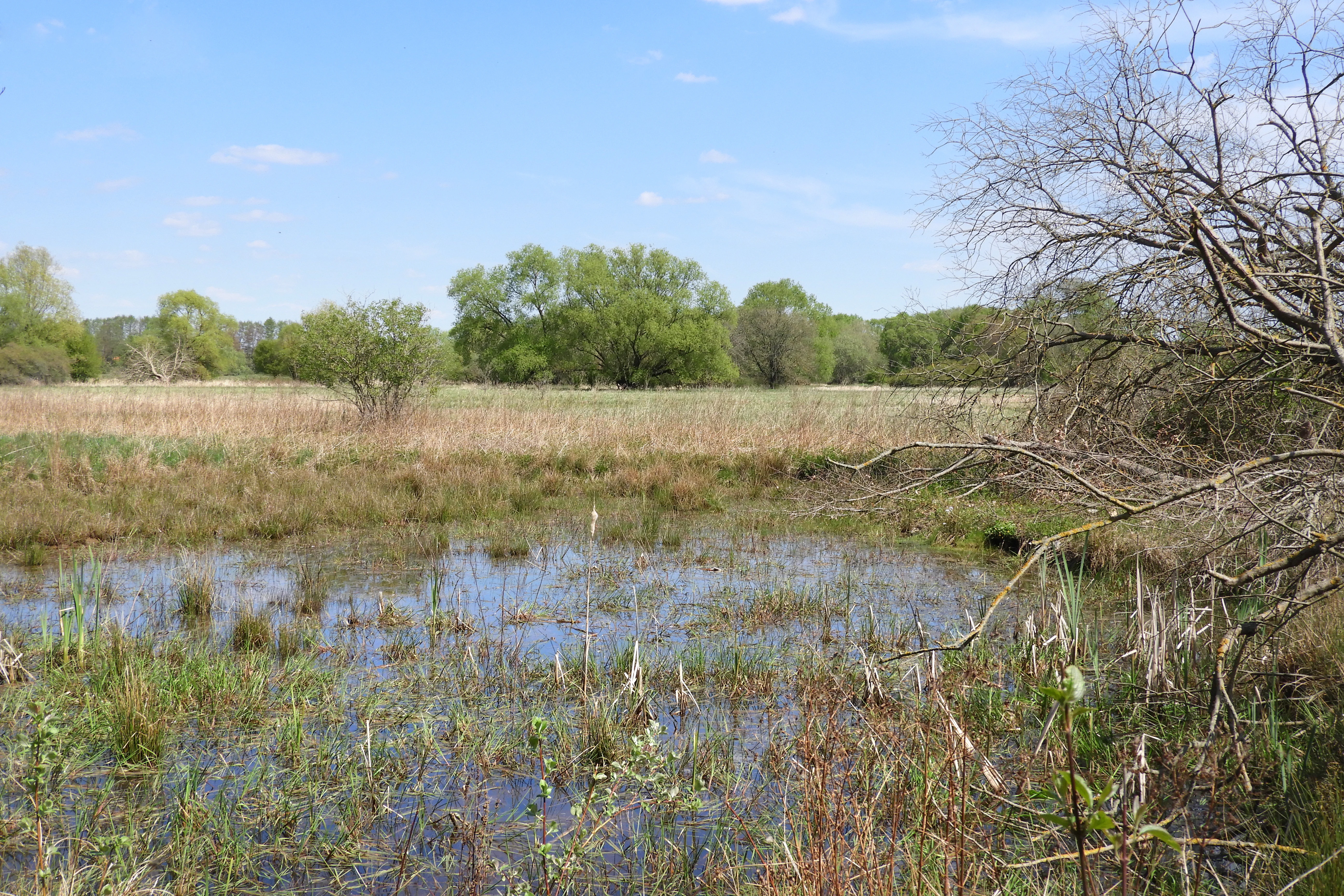 A shallow wetland pool with aquatic vegetation, surrounded by dry meadows and deciduous trees under a clear blue sky.
